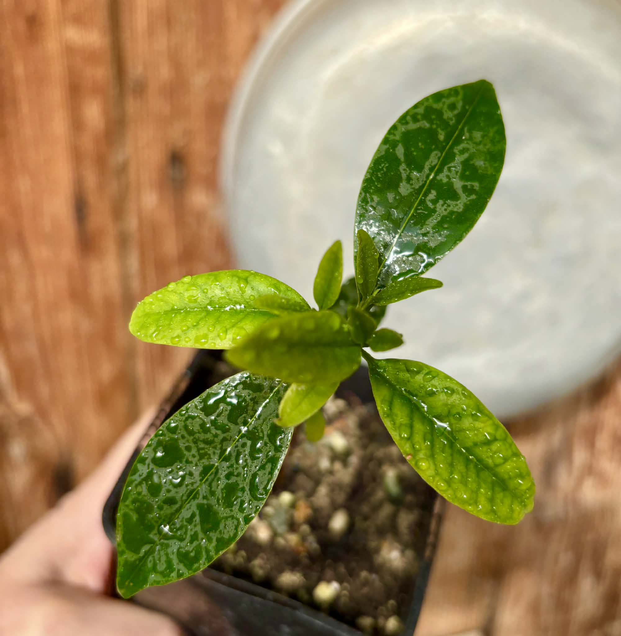 Eugenia dichroma - Pitanga Fanta - 1 potted seedling / 1 getopfter Sämling