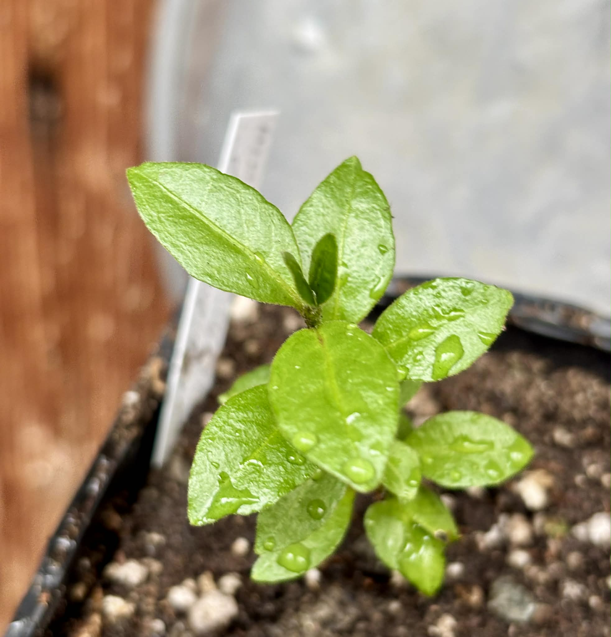 Psidium sp Anacardium -  1 potted seedling / 1 getopfter Sämling
