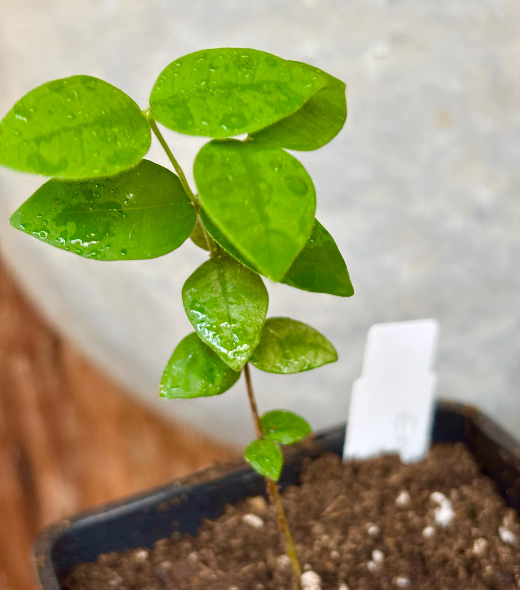 Eugenia hirta - 1 potted seedling/ 1 getopfter Sämling Eugenia hirta - 1 potted seedling/ 1 getopfter Sämling