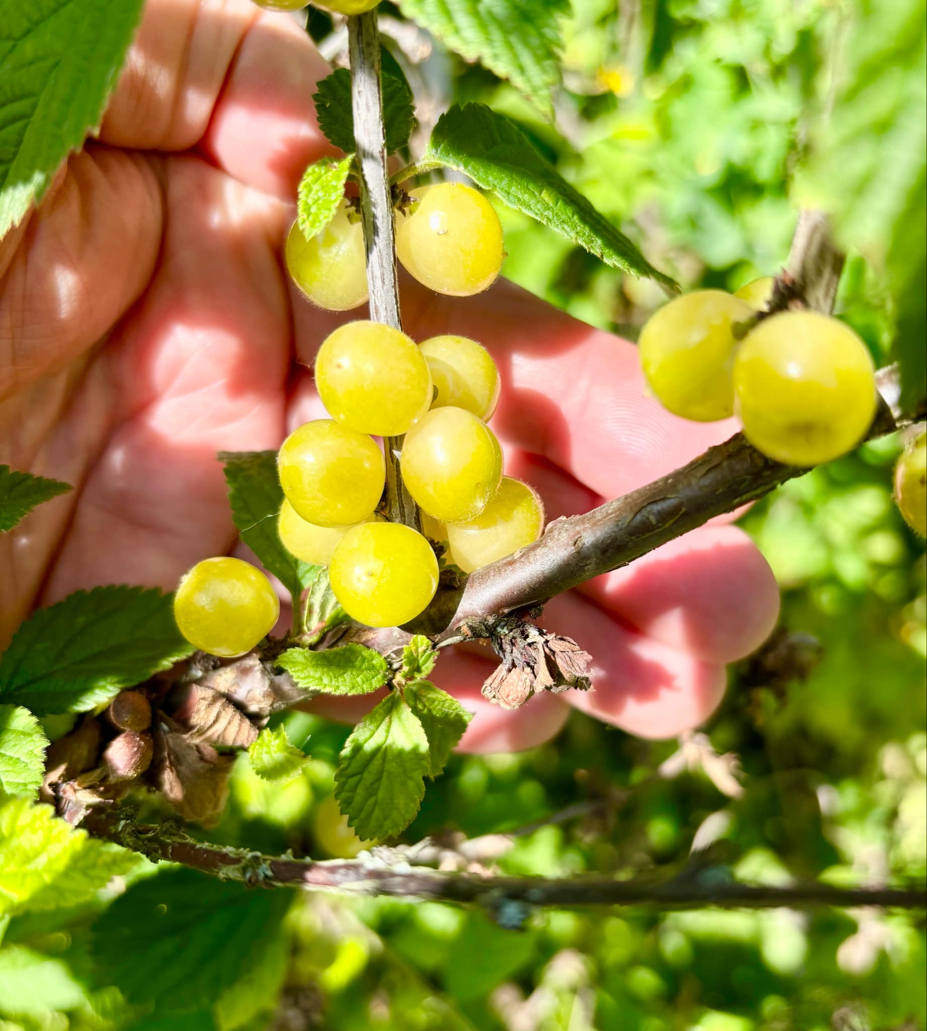 White Nanjing Cherry (Prunus tomentosa) - 6 fresh seeds / 6 frische Samen