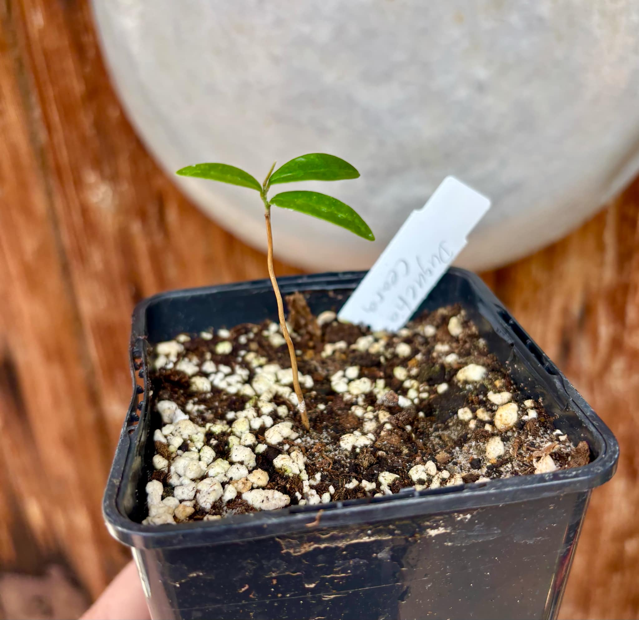 Duguetia sp Ceara - 1 small potted seedling / 1 kleiner, getopfter Sämling Duguetia sp Ceara - 1 small potted seedling / 1 kleiner, getopfter Sämling