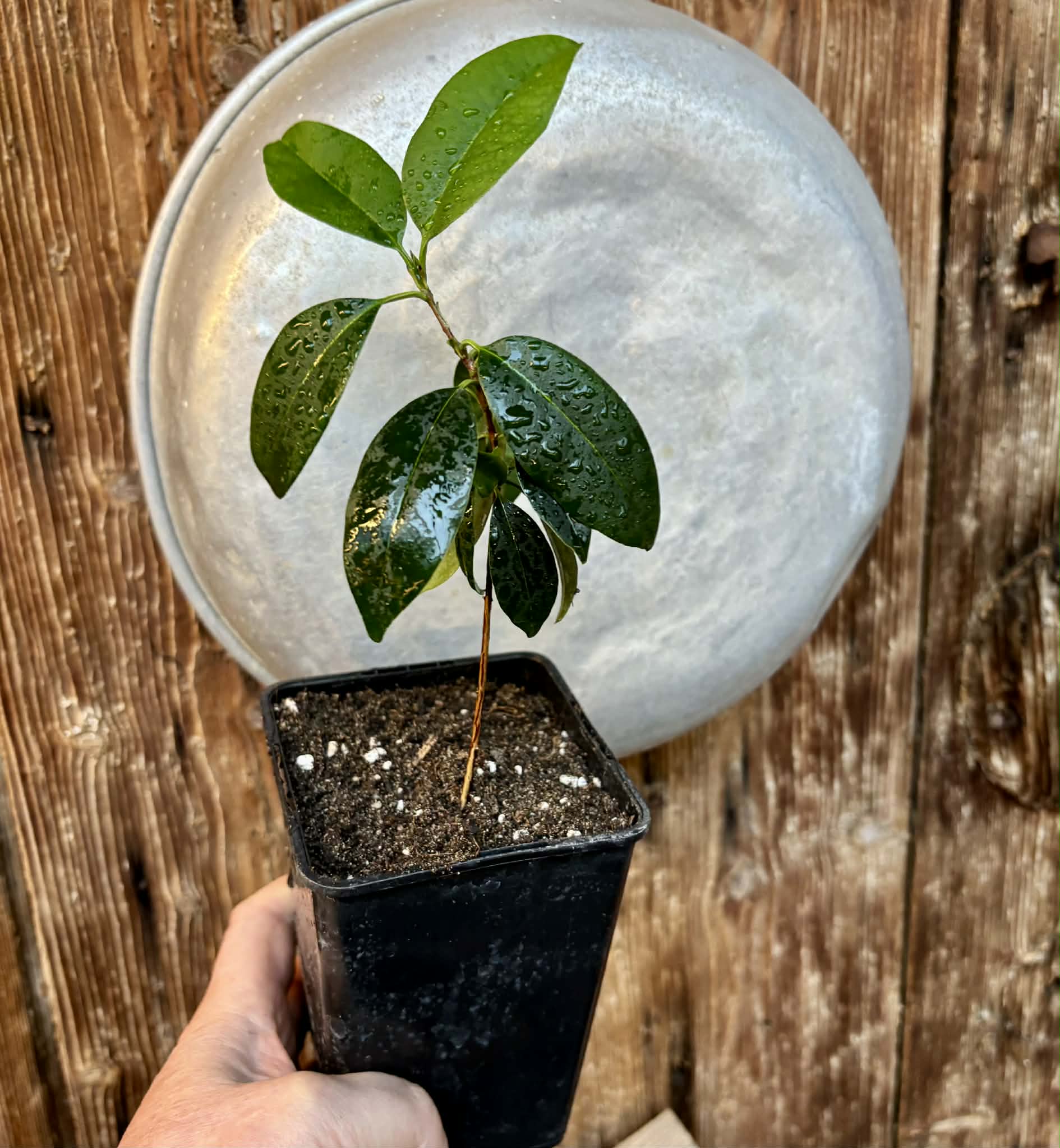 Eugenia dichroma - Pitanga Fanta - 1 potted seedling / 1 getopfter Sämling