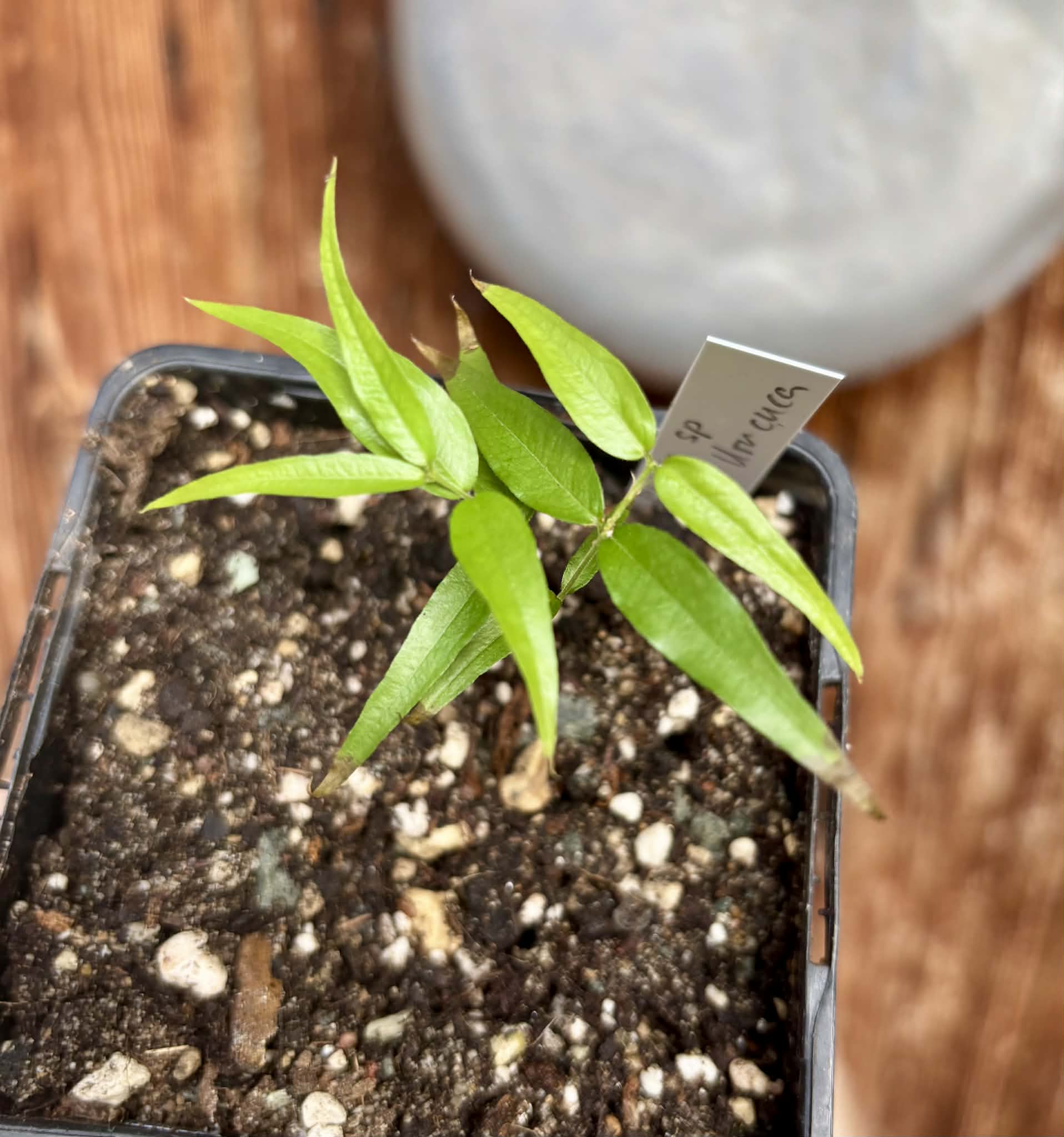 Plinia sp. Listrada var. Urucuca -  1 potted seedling / 1 getopfter Sämling