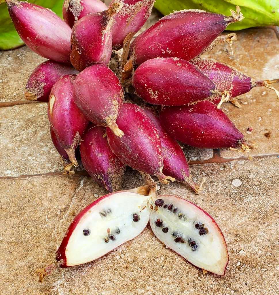 Pinuela purpura (Bromelia karatas) - purple variety  -  3 fresh seeds / 3 frische Samen