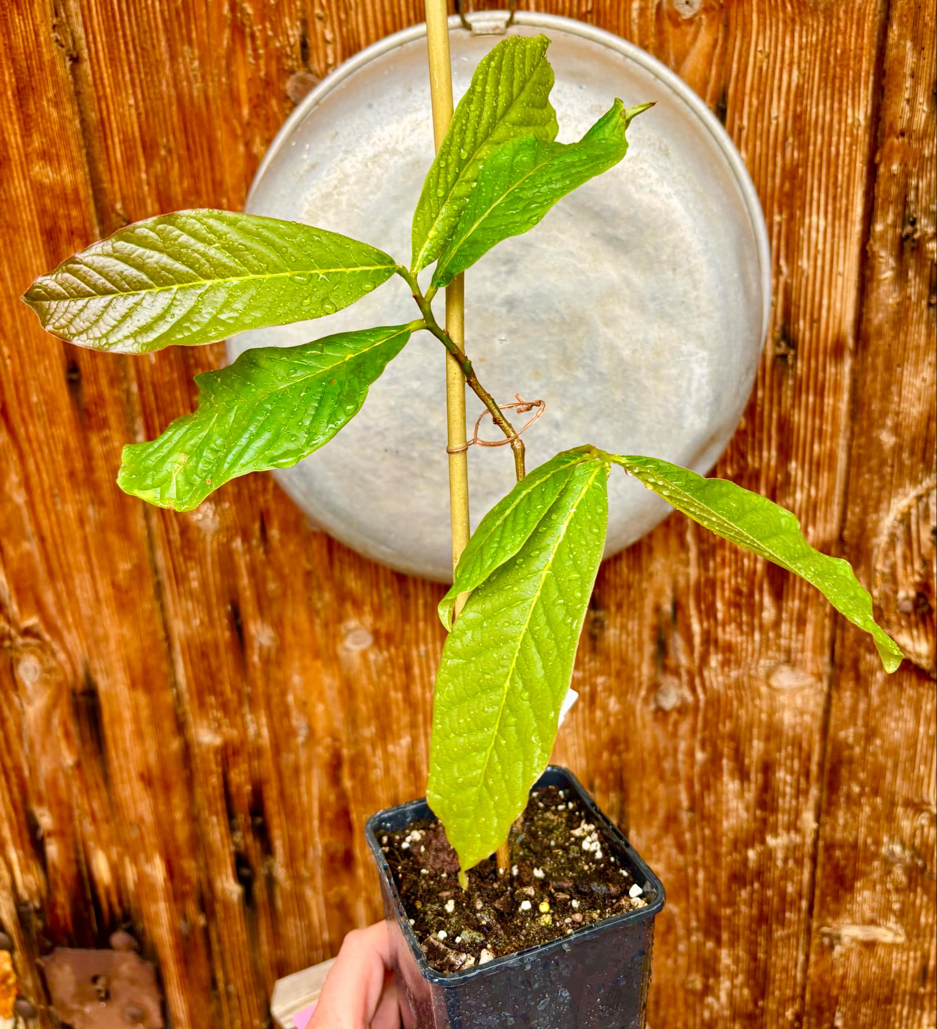 Annona purpurea - Soncoya - 1 potted plant / 1 getopfte Pflanze