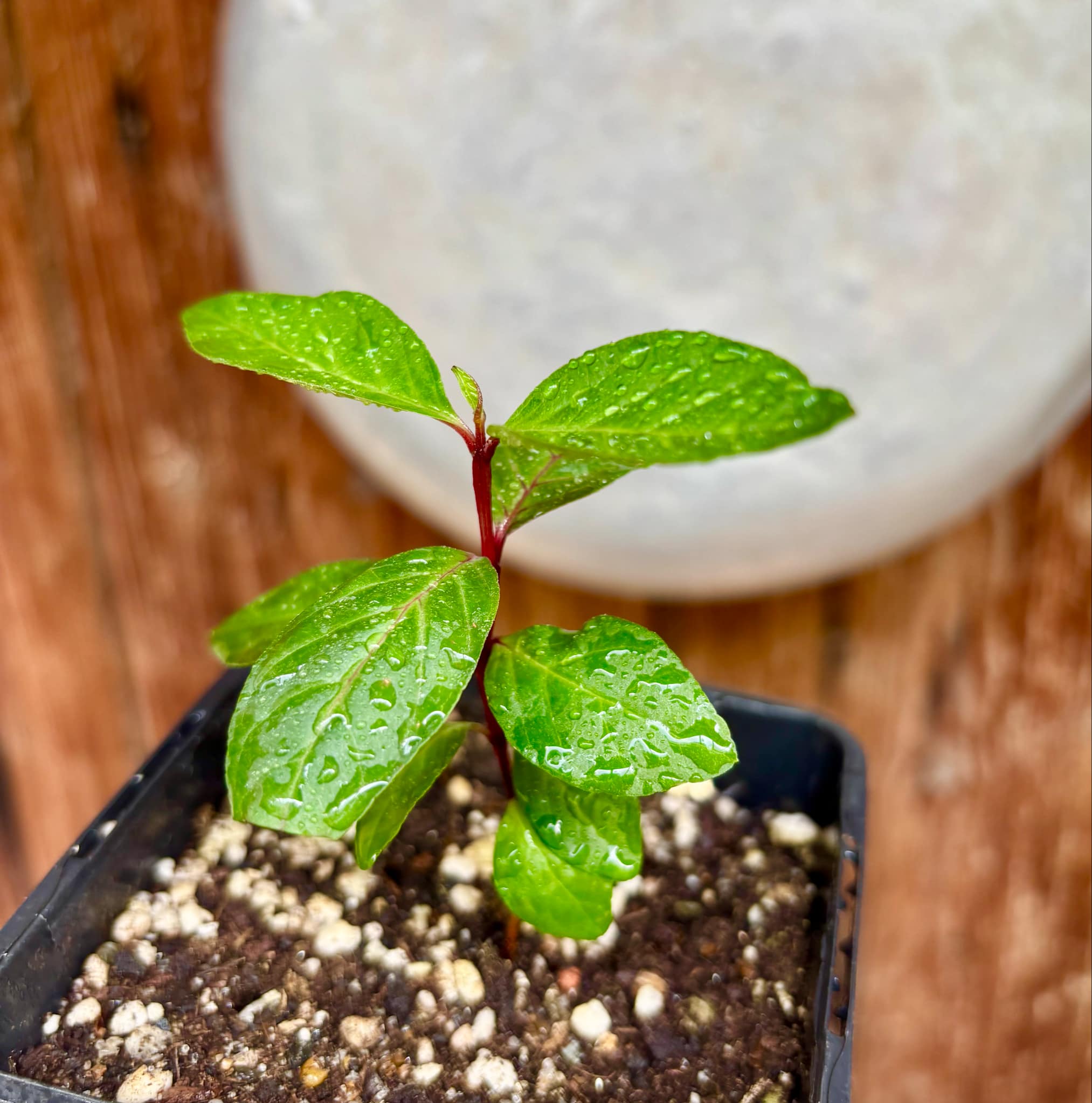 Psidium guajava - Red Malaysian Guava  - 1 small potted plant / 1 kleine, getopfte Pflanze