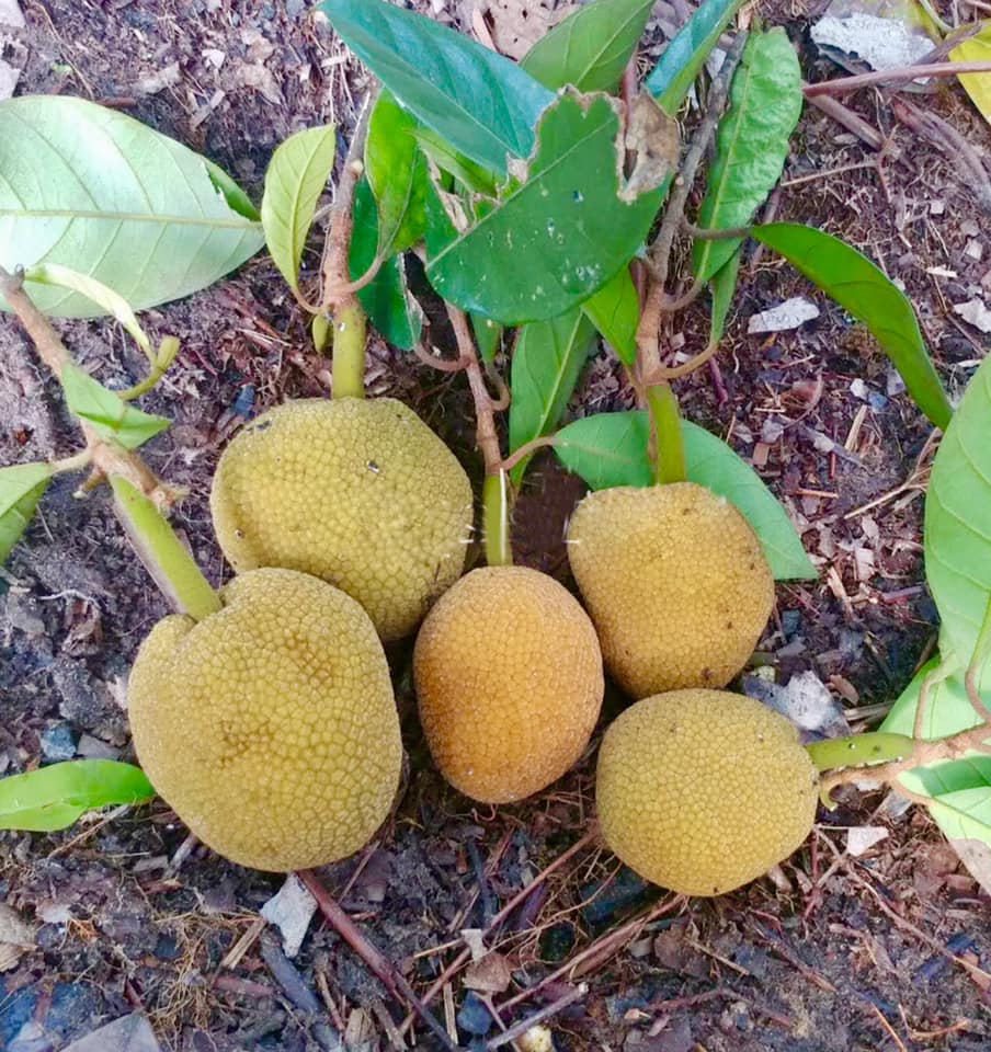 Pre Order - Bondon (Artocarpus brevipedunculatus) - 1 fresh seed / 1 frischer Samen