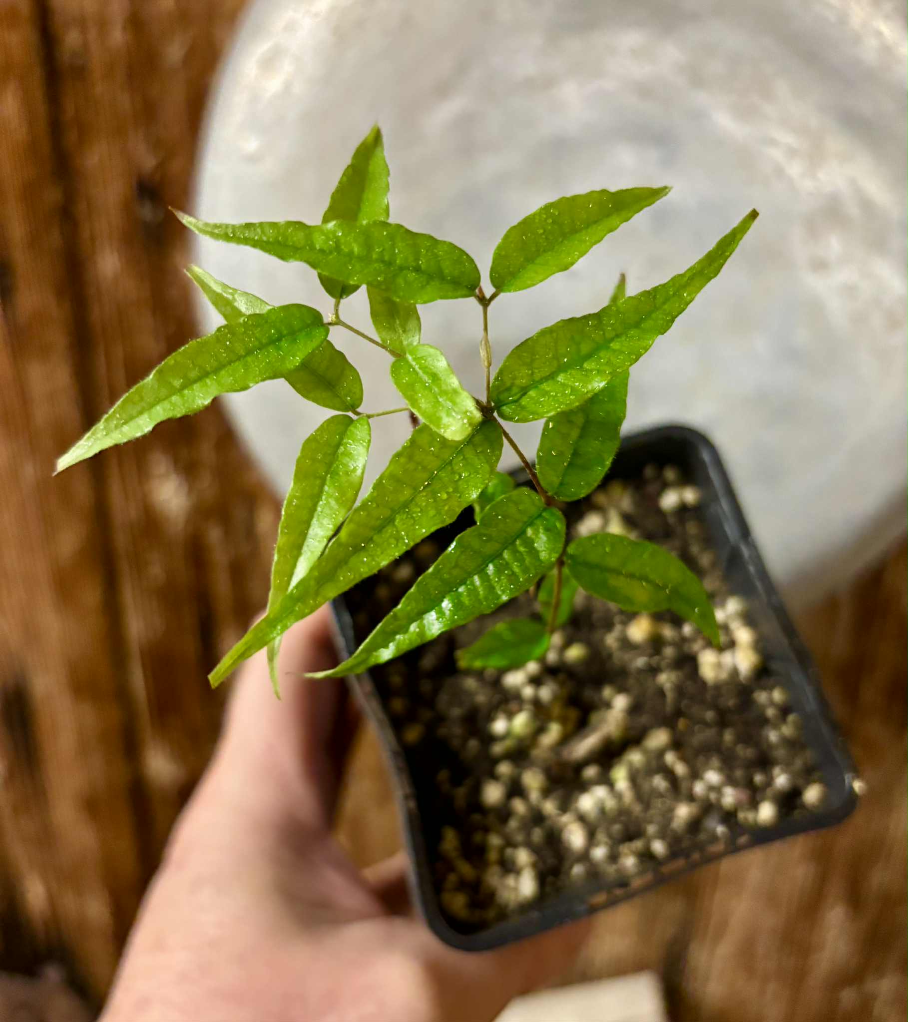 Jaboticaba - Plinia sp Rajada Cabo longo verde -  1 potted seedling / 1 getopfter Sämling