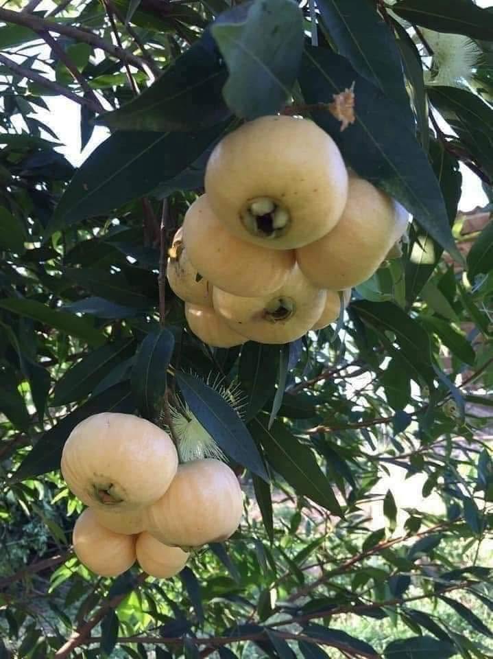 White Rose Apple (Syzygium jambos) - 1 potted seedling / 1 getopfter Sämling