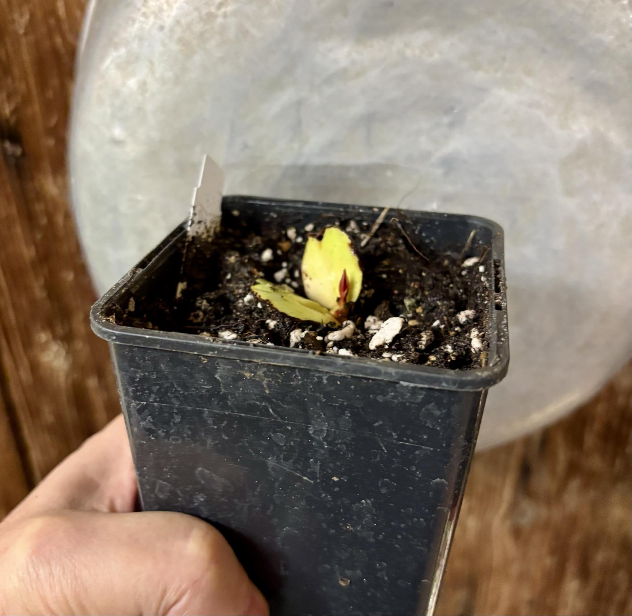 Plinia longiacuminata -  1 small potted seedling / 1 kleiner, getopfter Sämling