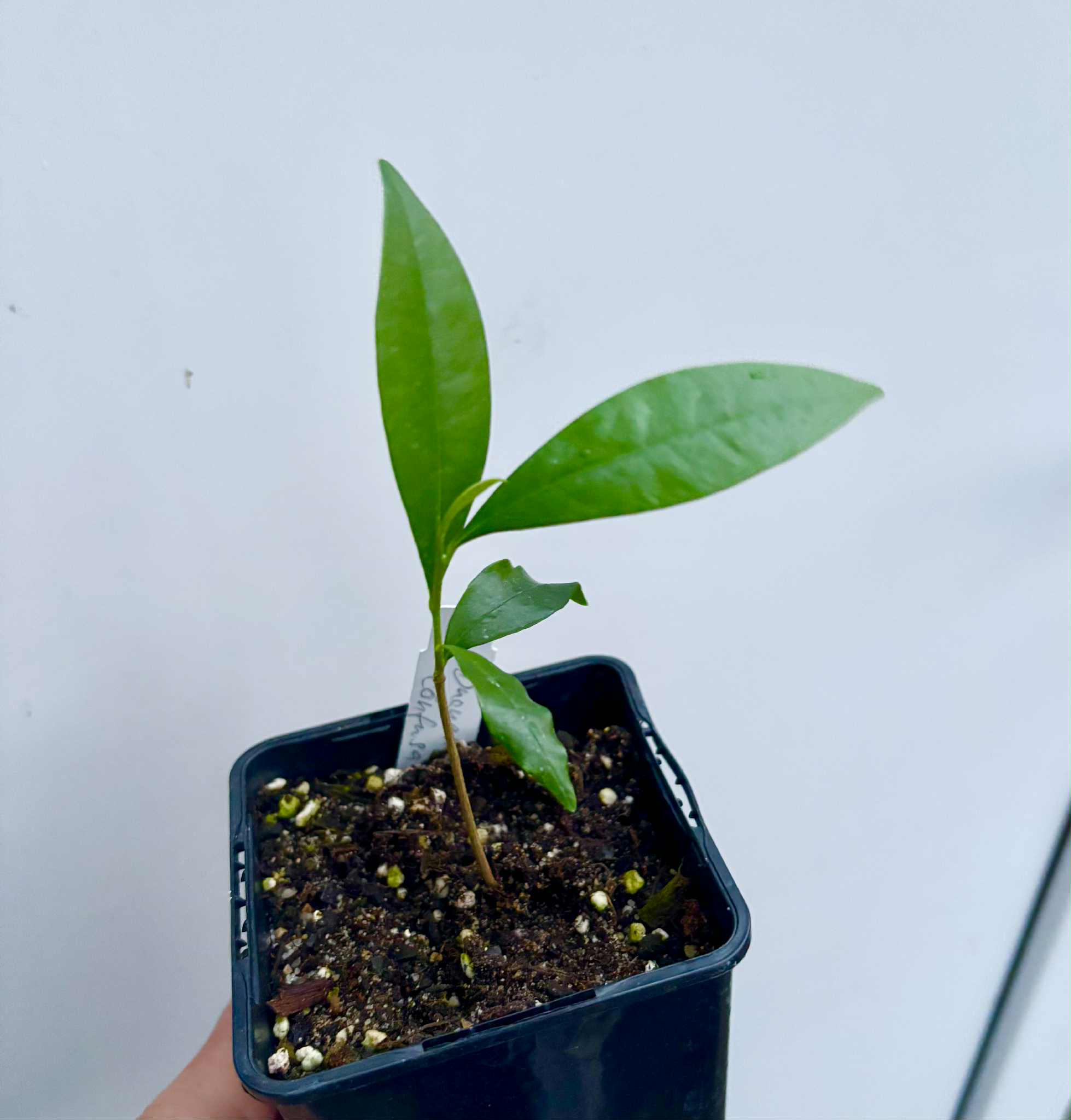 Duguetia confusa - 1 potted plant / 1 getopfte Pflanze
