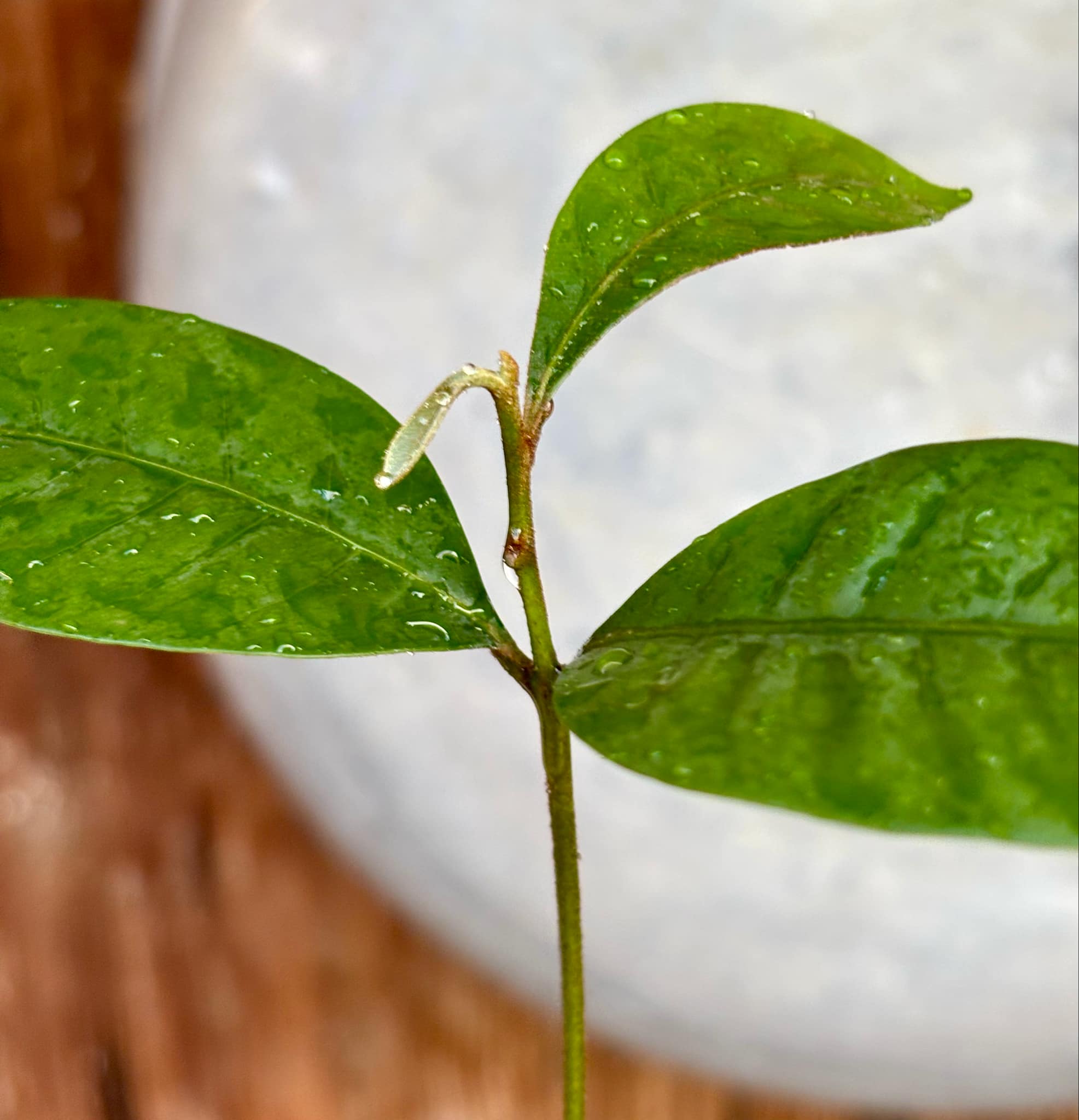 Pouteria bangii - 1 potted plant / 1 getopfte Pflanze