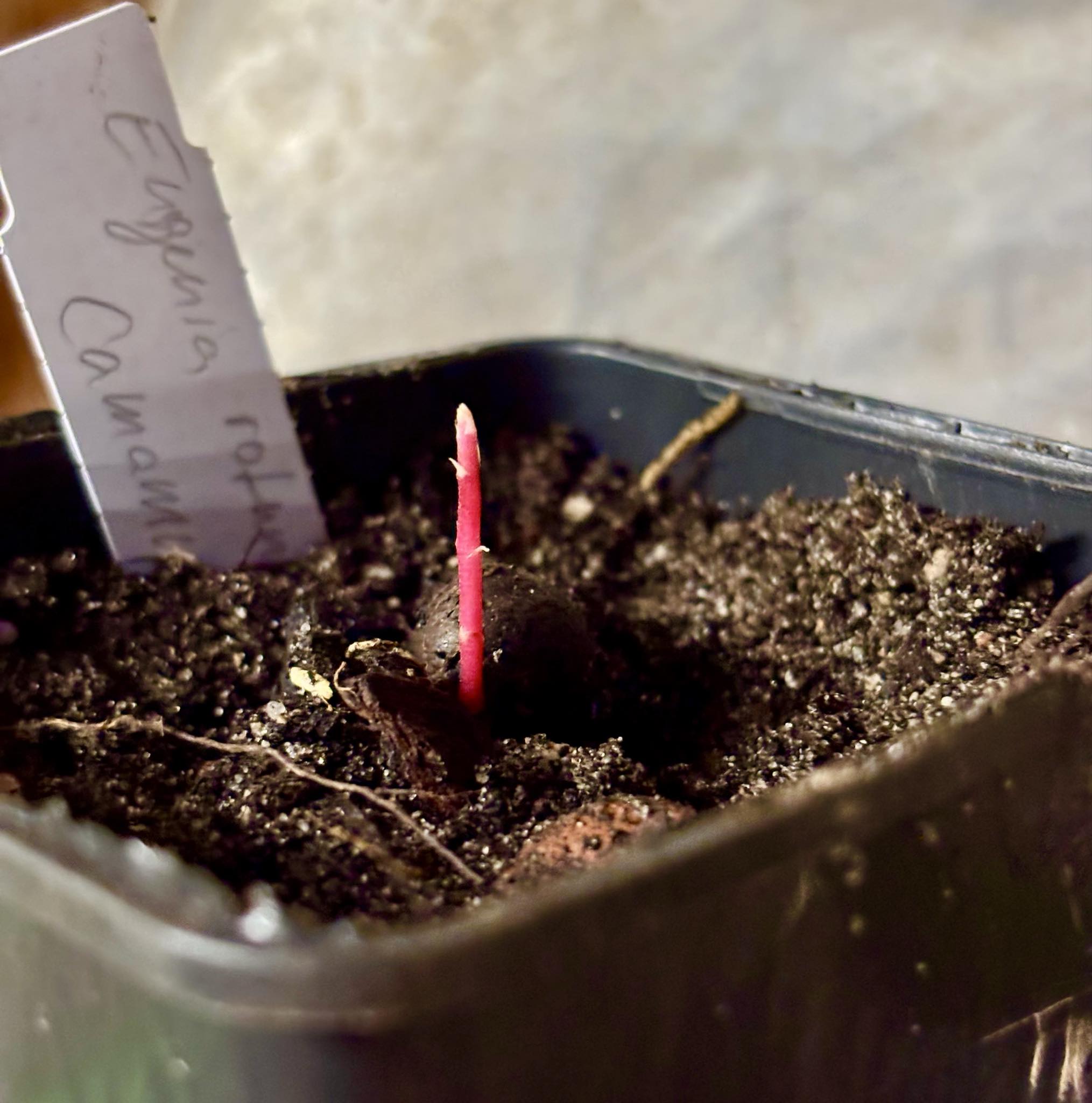 Eugenia rotundifolia var. Camamu - 1 potted seedling / 1 getopfter Sämling
