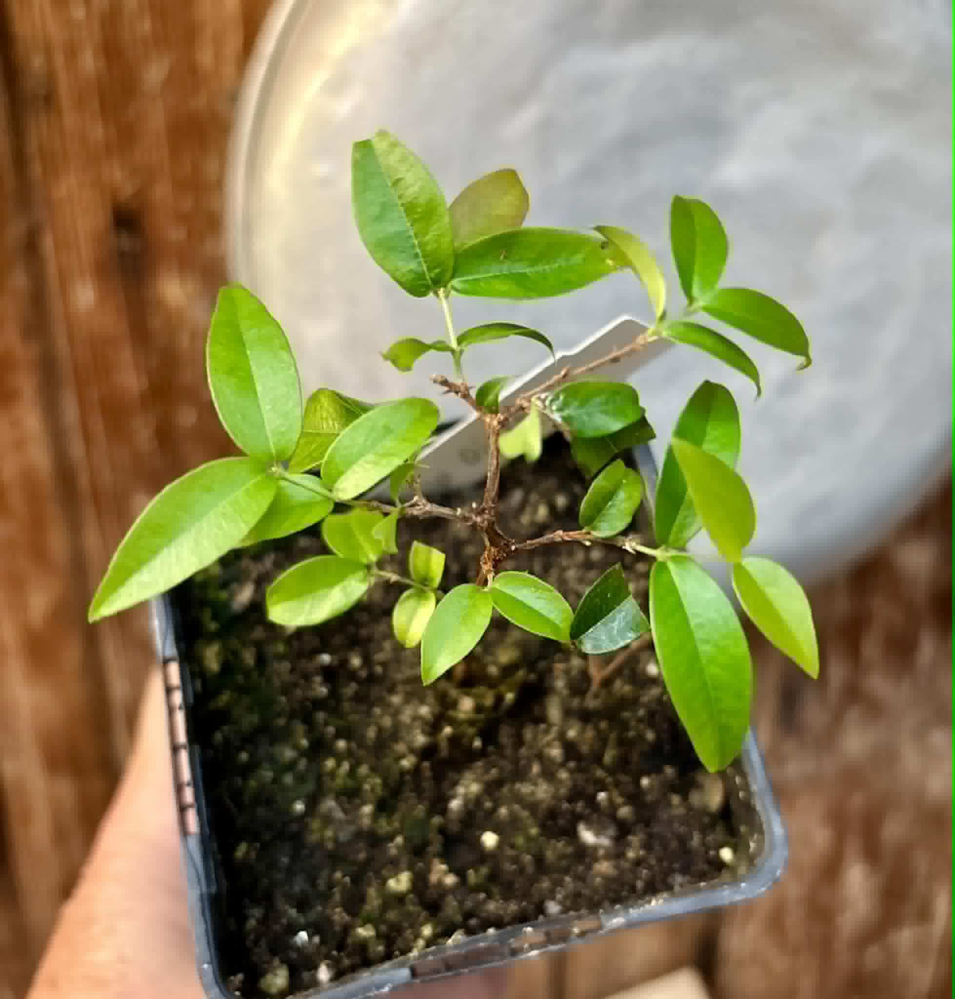 Jaboticaba Oipirinha (Plinia sp) - 1 potted plant/ 1  getopfte Pflanze