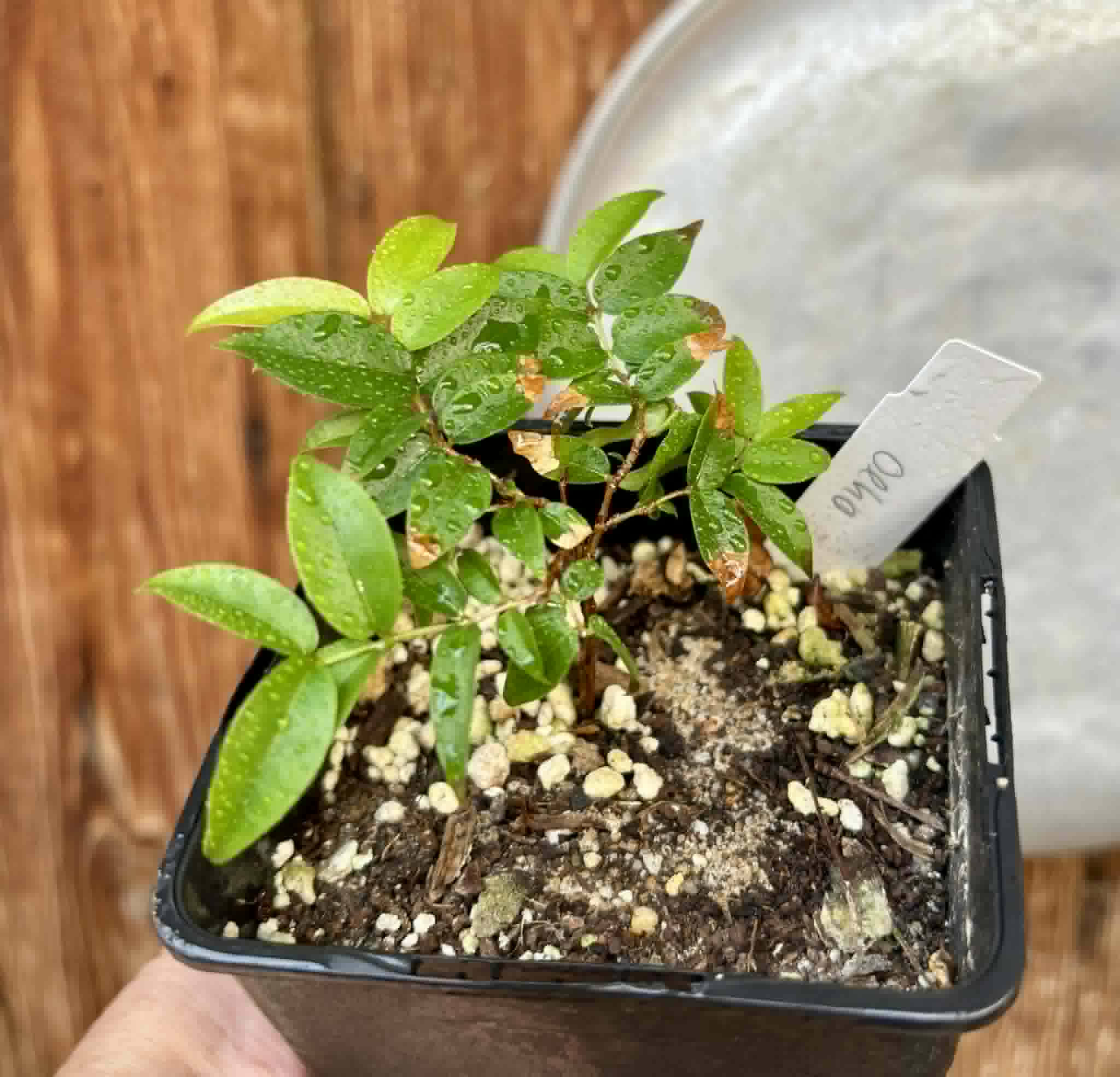 Plinia coronata var. Olho de Boi Seleção - 1 potted seedling / 1 getopfter Sämling