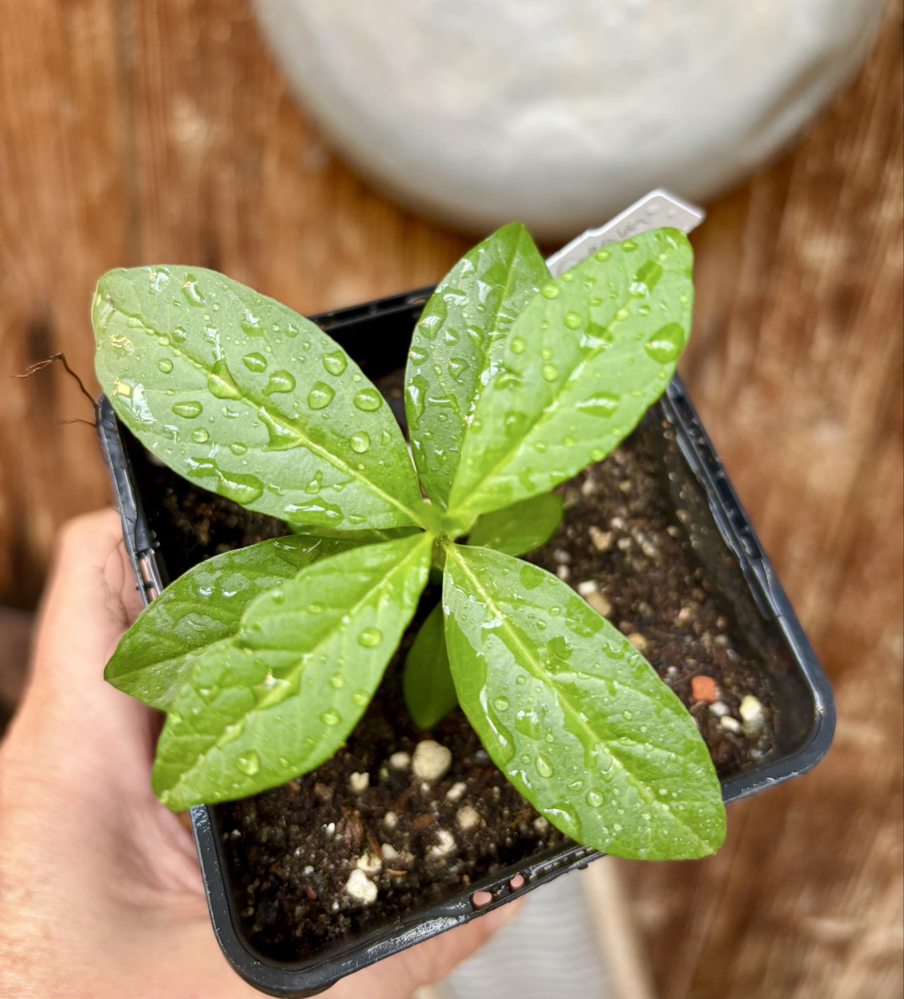 Psidium guajava - Mexican Cream Guava  - 1 small potted seedling / 1 kleiner, getopfter Sämling