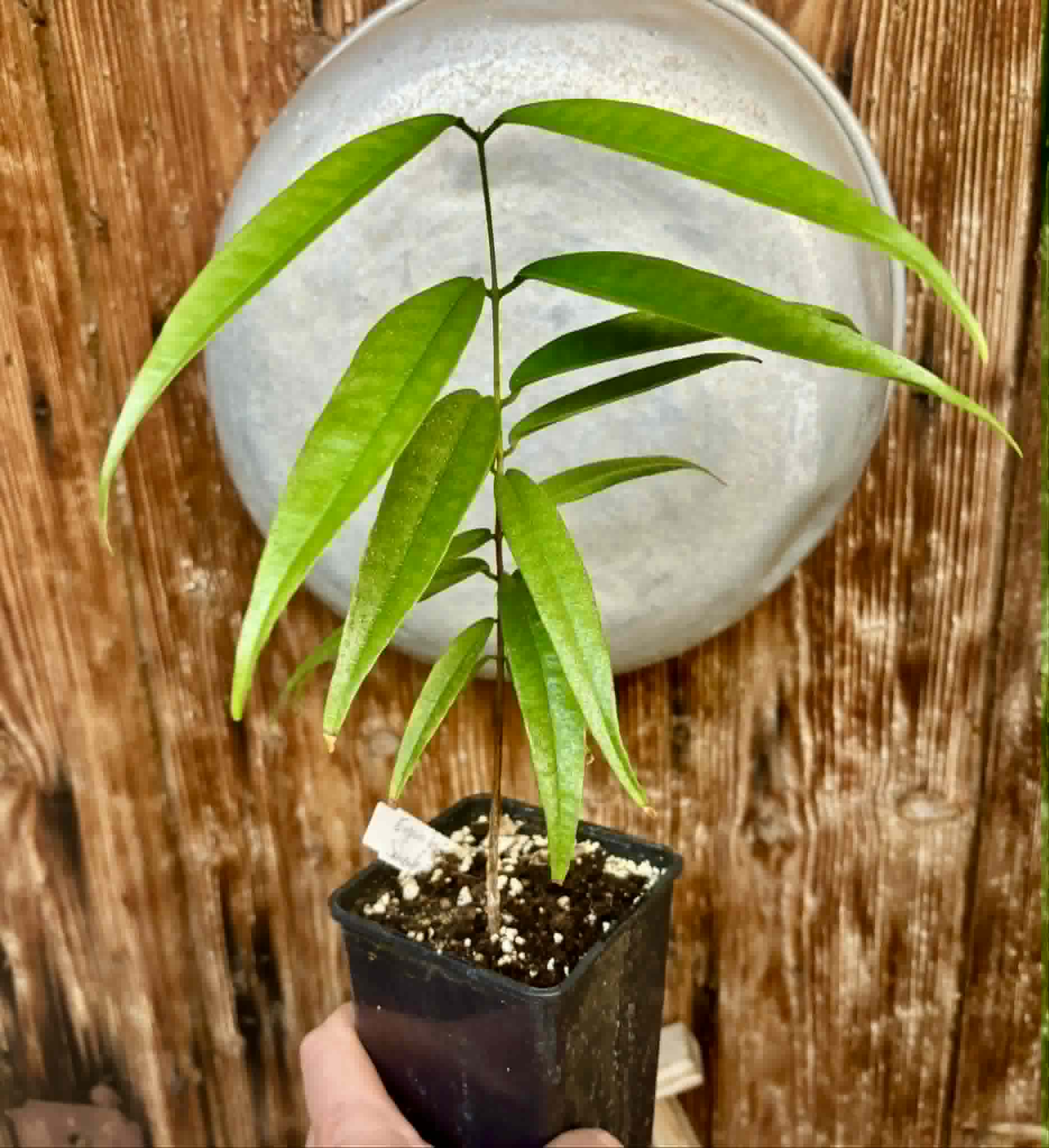 Eugenia bahiensis var. Sementes pintada  - 1 potted plant / 1 getopfte Pflanze