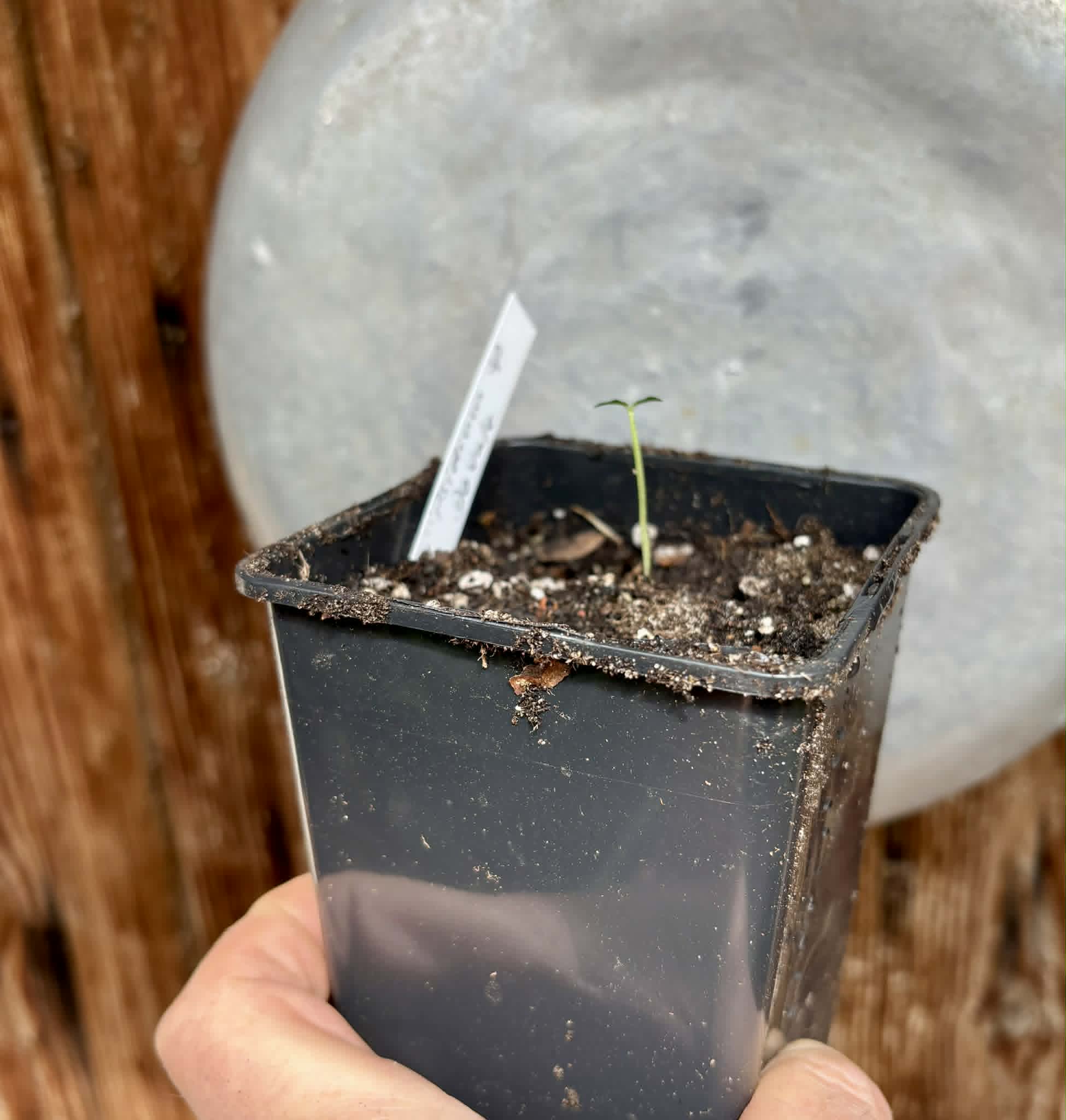Psidium sp Dovale -  1 potted seedling / 1 getopfter Sämling