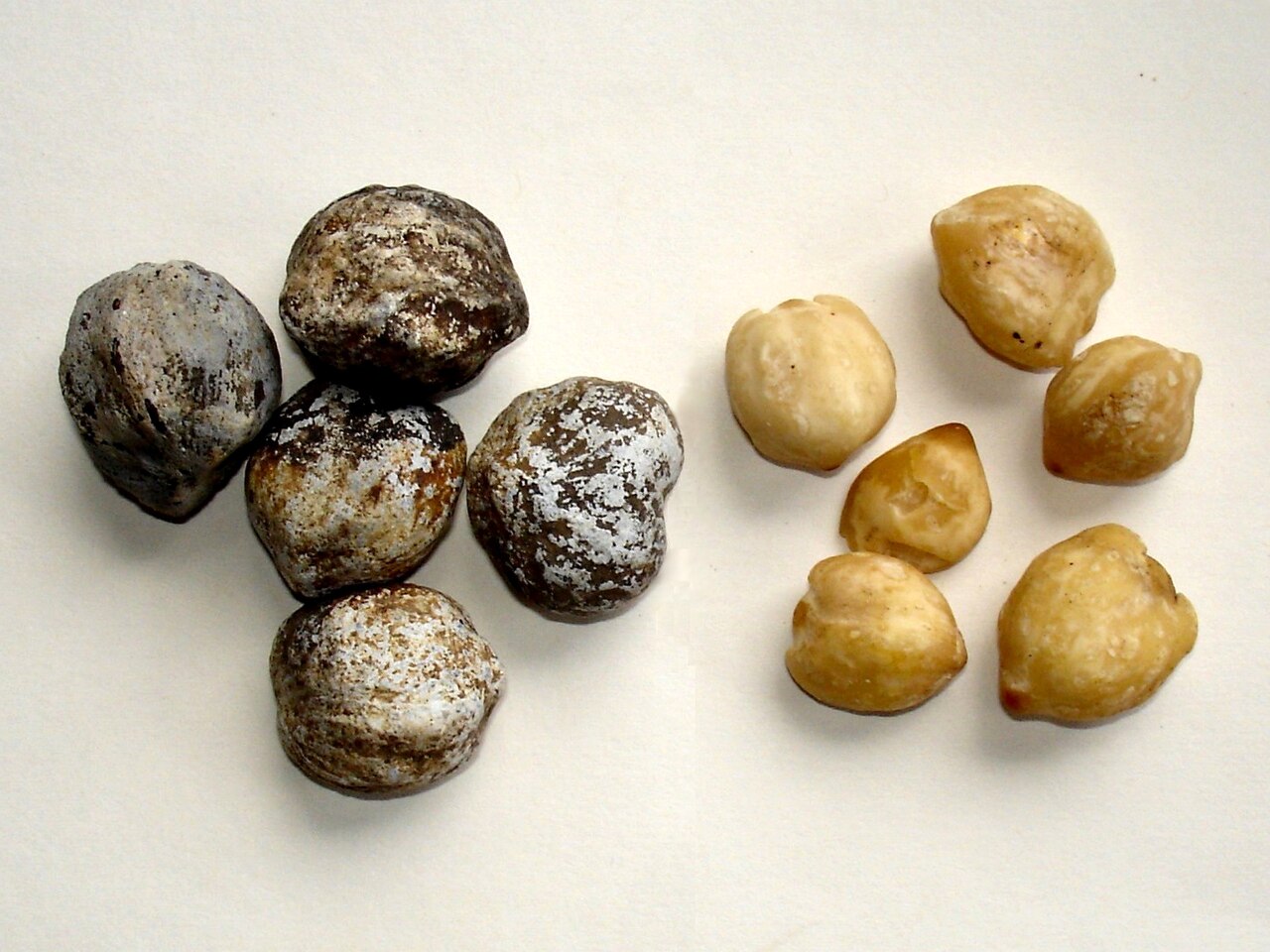 Candlenut (Aleurites moluccanus) -  1 fresh seed / 1 frischer Samen