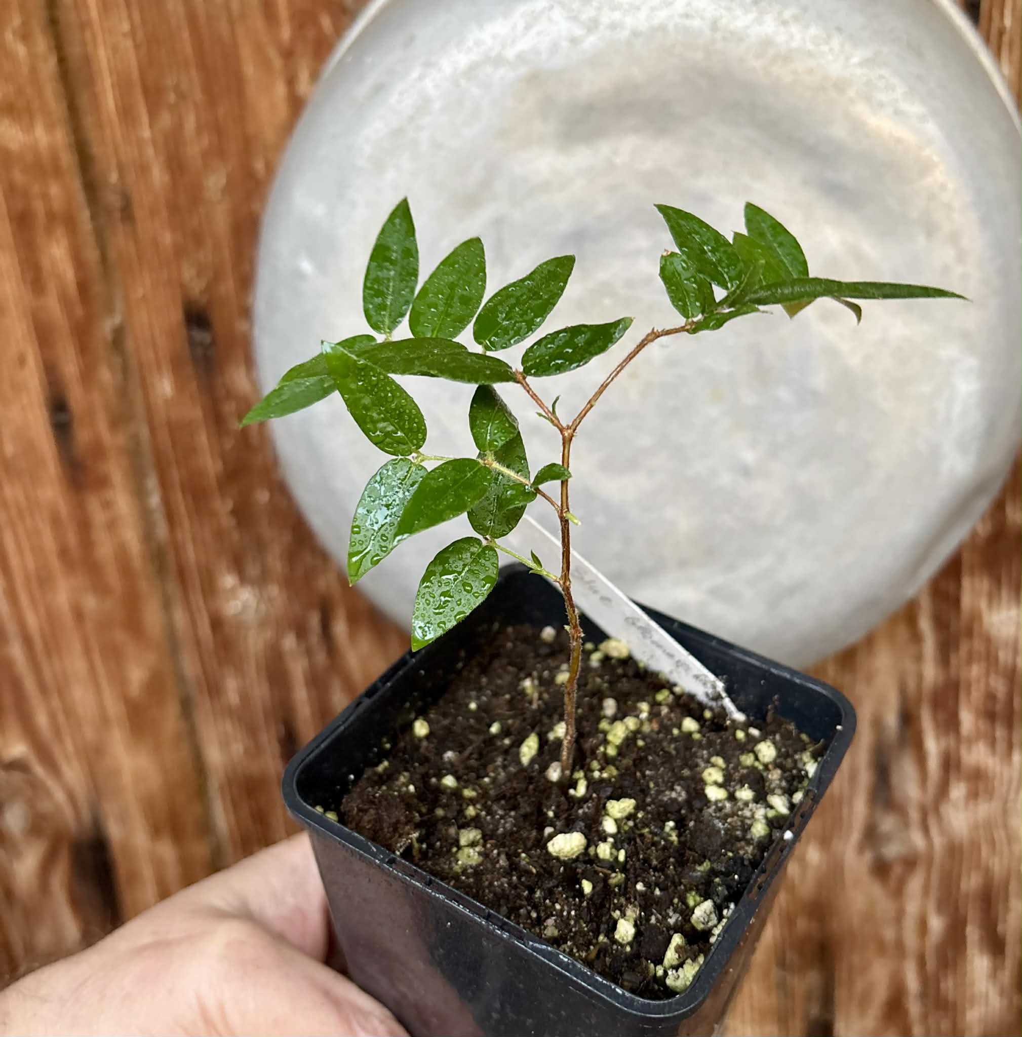 Myrciaria sp Cabeludinha preta (Blue Glomerata) - 1 pottet seedling / 1 getopfter Sämling