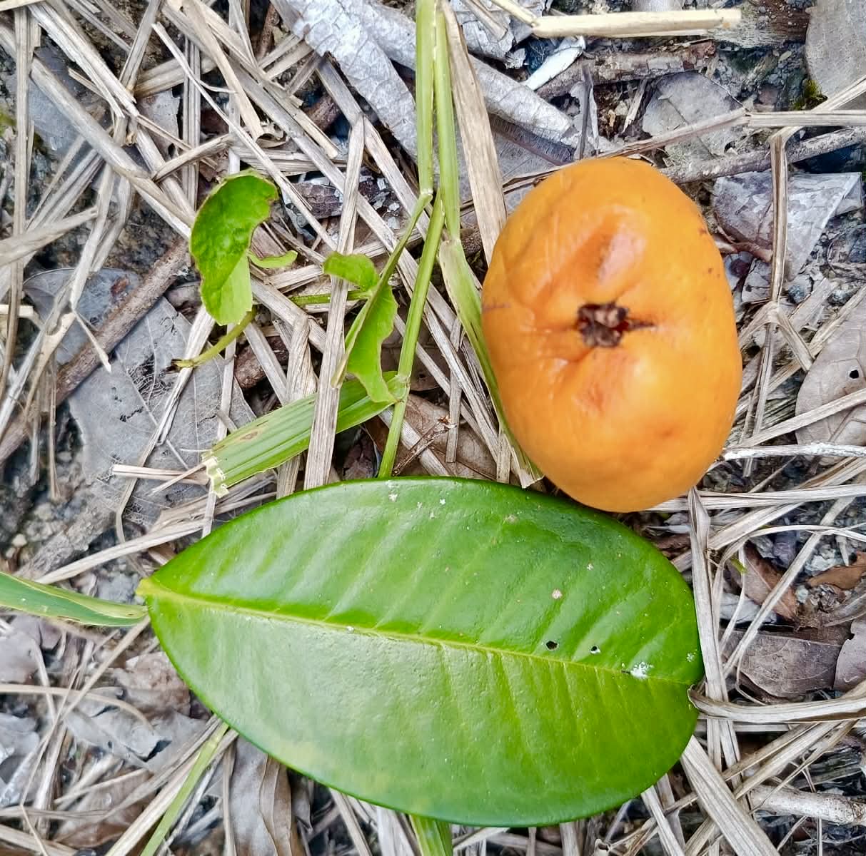 Eugenia sp Plinioides - Rare exotic plant and seeds - Seltene exotische Pflanze und Samen