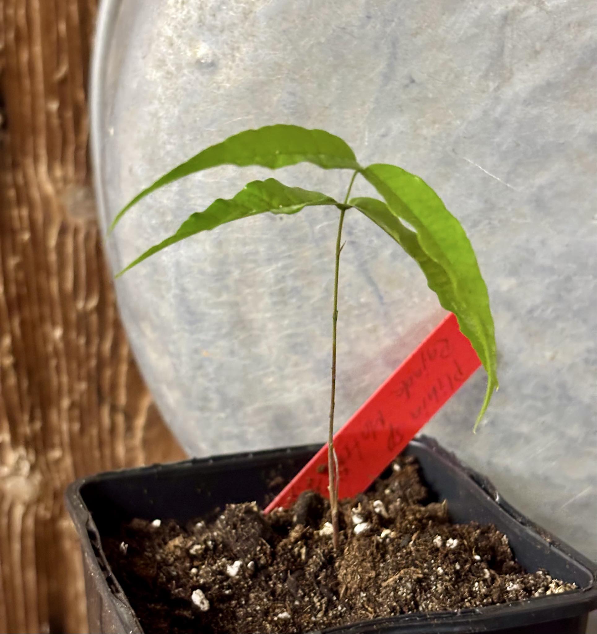 Plinia sp. Rajada Matriz 1 - 1 potted seedling / 1 getopfter Sämling