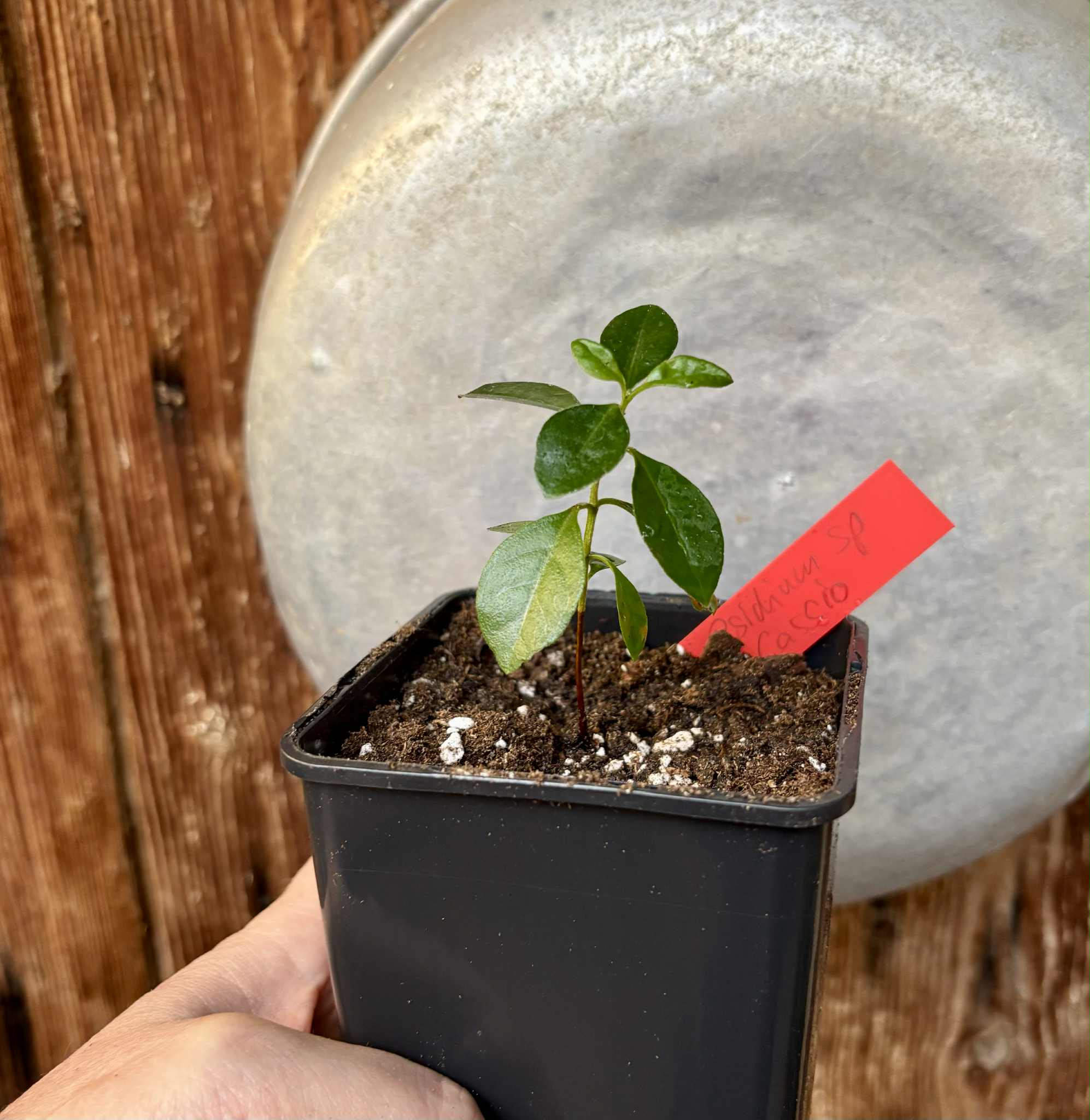 Psidium sp Cassio - 1 potted seedling / 1 getopfter Sämling