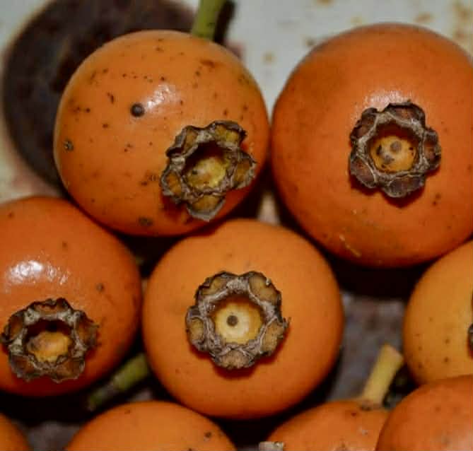 Mouriri grandiflora - Rare exotic plant - Seltene exotische Pflanze