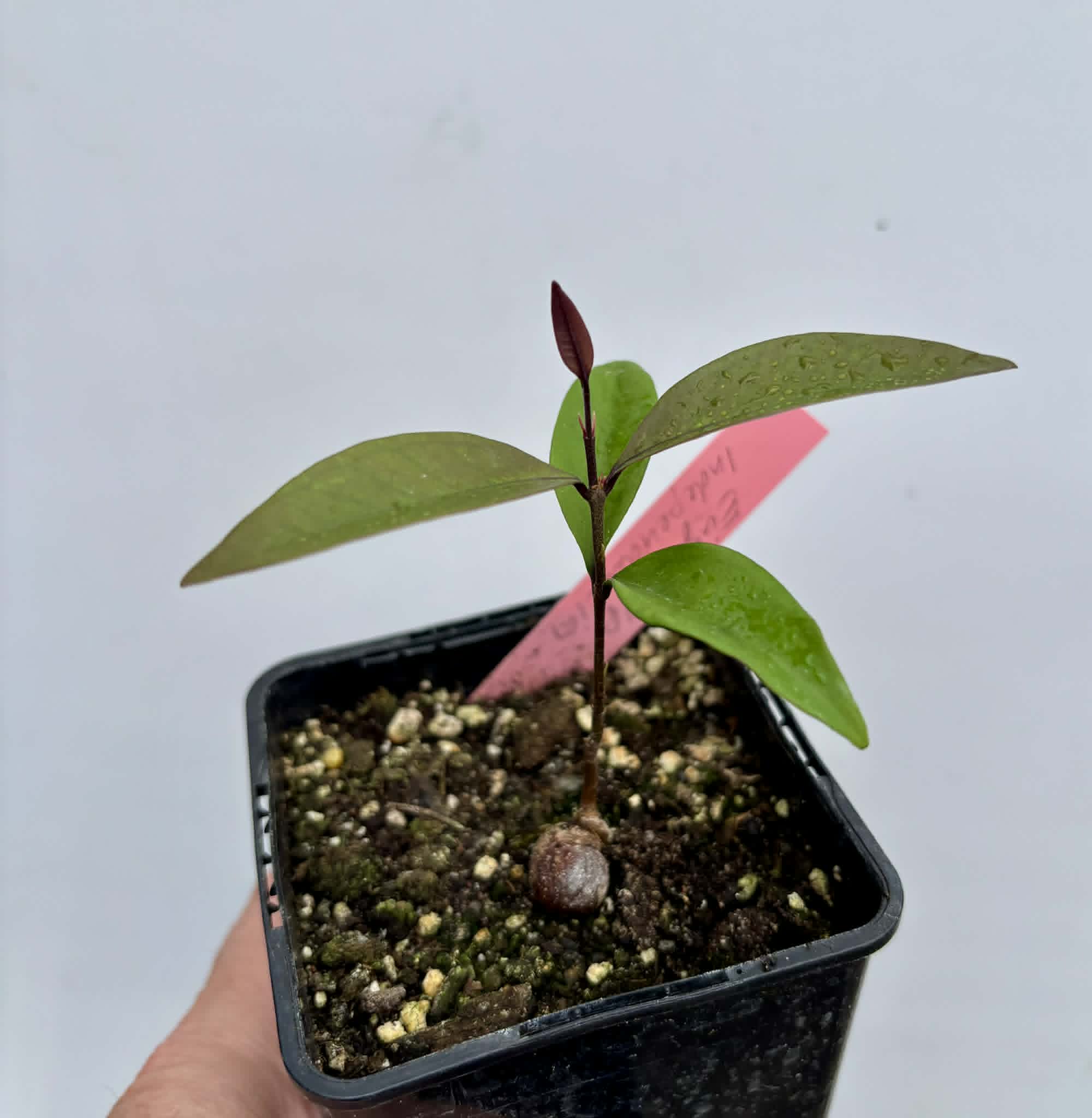 Eugenia sp Independencia - 1 potted seedling / 1 getopfter Sämling