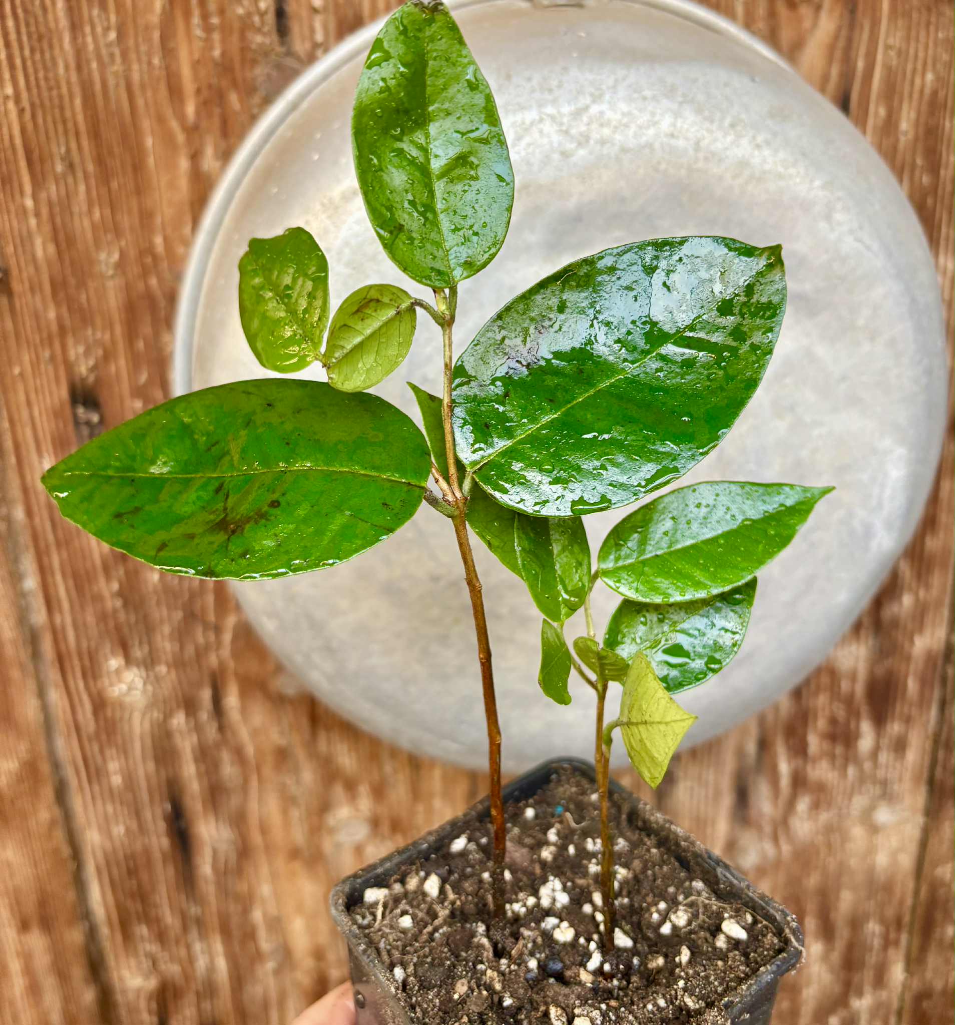 Cambuca (Plinia edulis) - 1 potted plant / 1 getopfte Pflanze