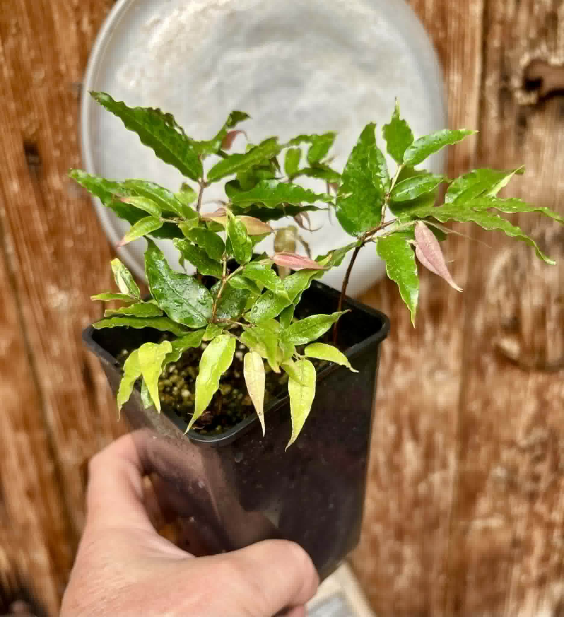 5 in 1 pot - Plinia sp Dandara -  5 seedlings in one pot / 5 Sämlinge in einem Topf