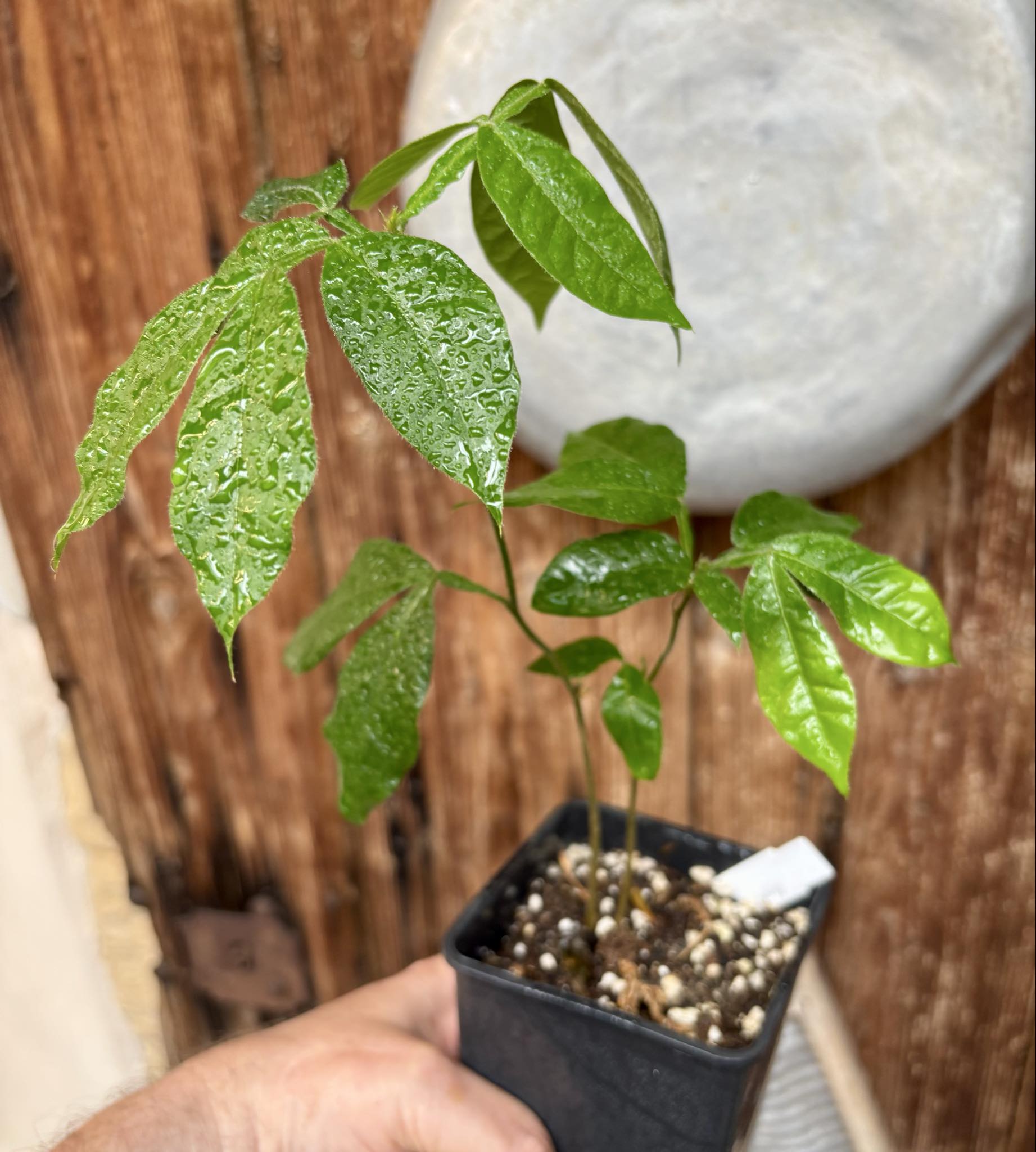 2 in one pot - Inga feuilleei - Pacay Ice Cream Bean - 1 potted plant / 1 getopfte Pflanze 2 in one pot - Inga feuilleei - Pacay Ice Cream Bean - 1 potted plant / 1 getopfte Pflanze