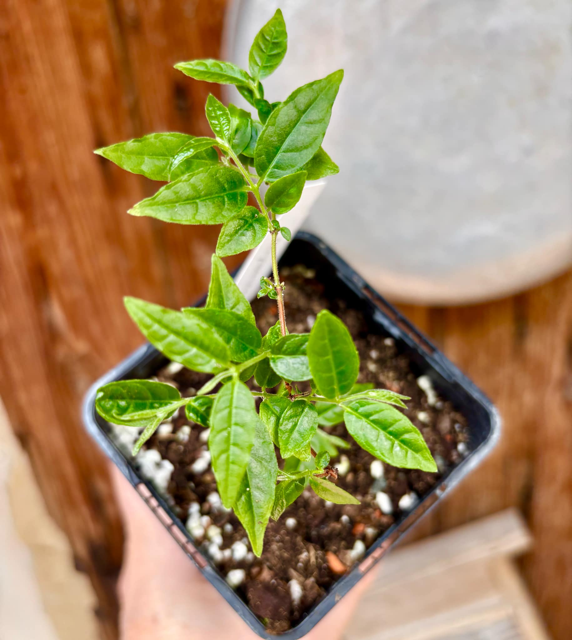 Campomanesia phaea - Flying Saucer Fruit - Cambuci  - 1  potted plant / 1 getopfte Pflanze