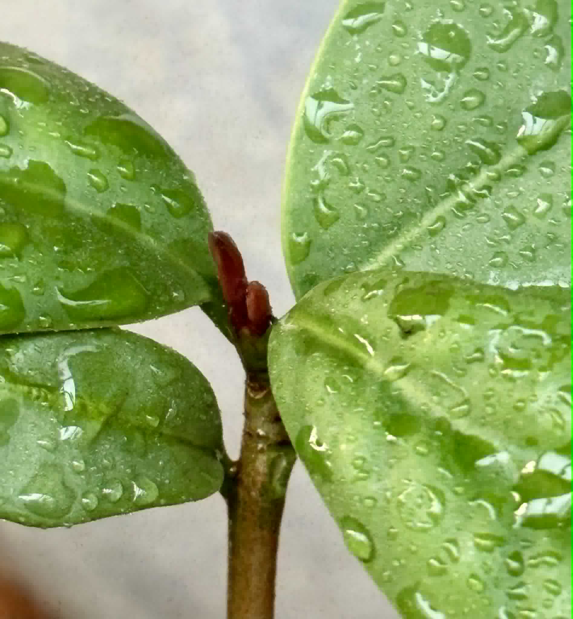 Eugenia itapemirimensis - 1 potted plant / 1 getopfte Pflanze