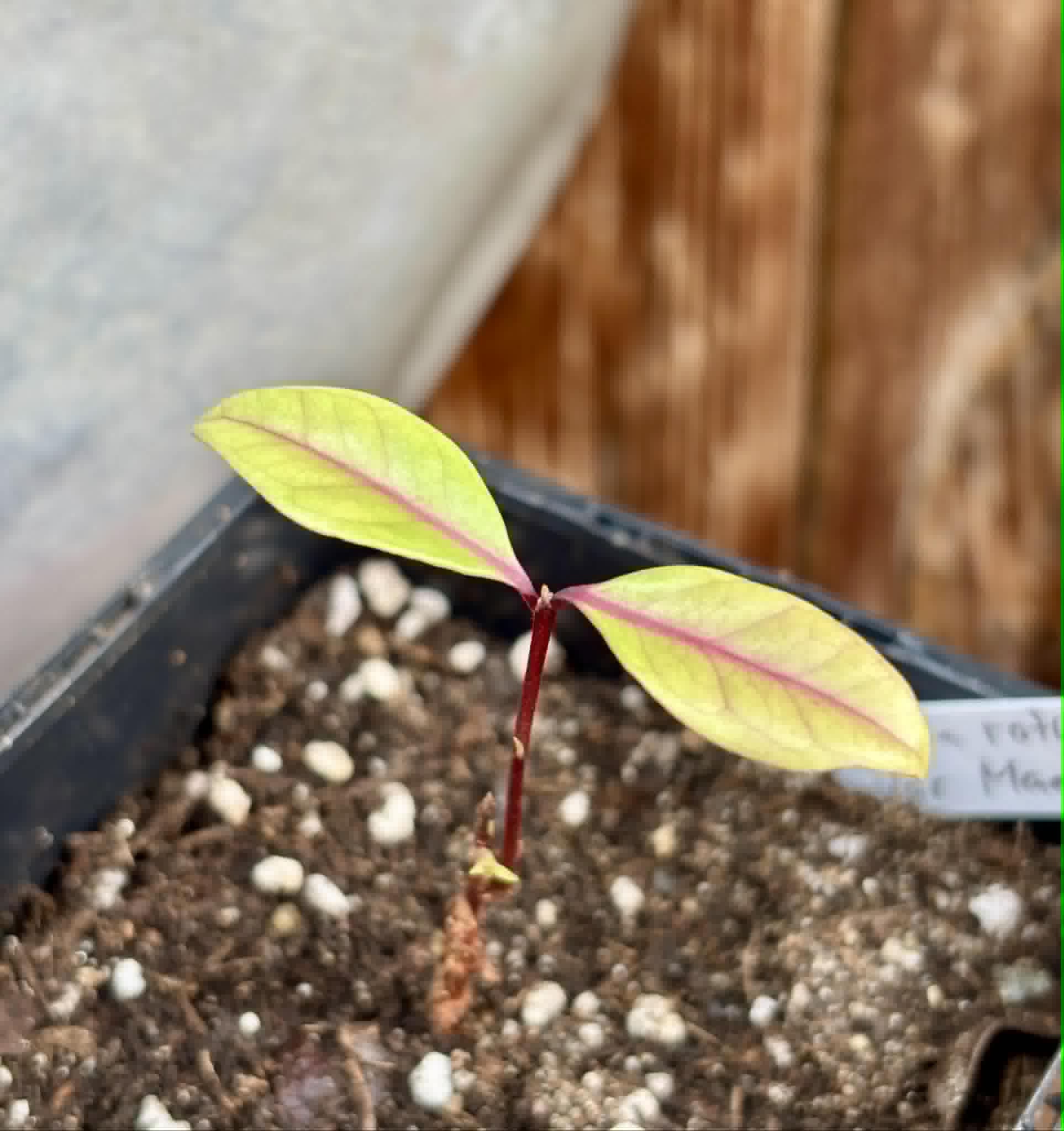 Eugenia rotundifolia var. Maruim - 1 potted seedling / 1 getopfter Sämling