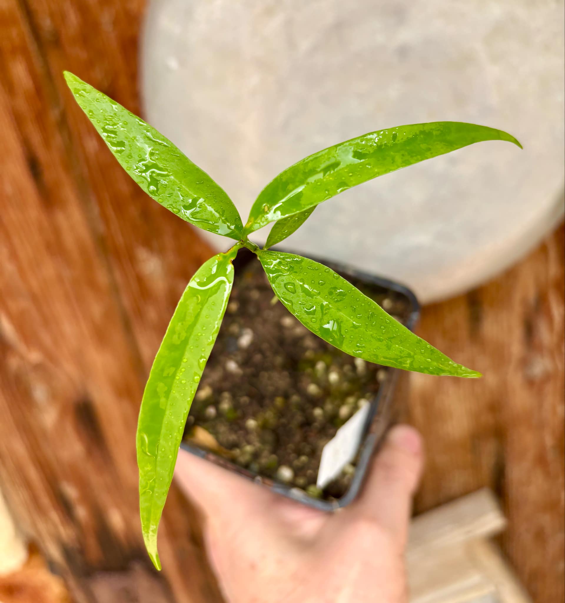 Leche-Miel Fruit (Lacmellea edulis) - 1 potted plant / 1 getopfte Pflanze