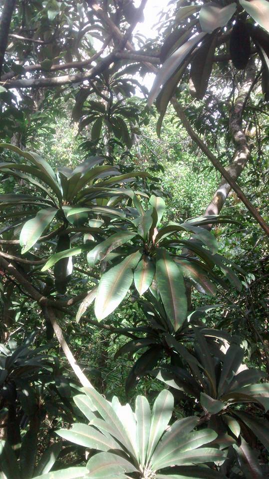 Manilkara longifolia - 1 germinated seeds / 1 gekeimter Samen Manilkara longifolia - 1 germinated seeds / 1 gekeimter Samen