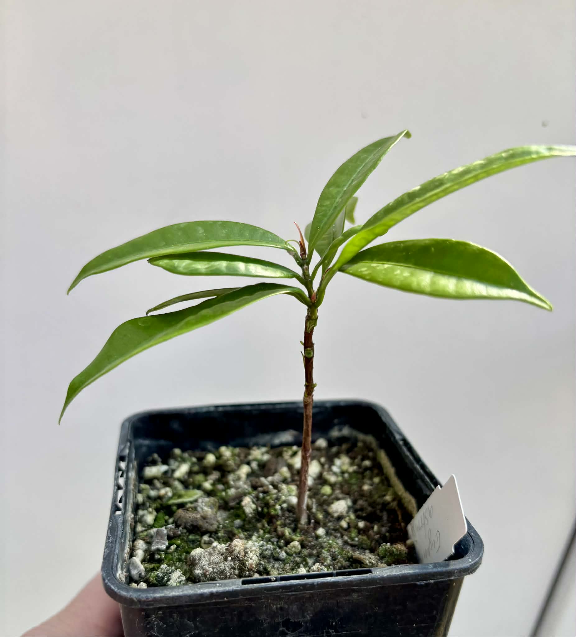 Baguaçu (Eugenia astringens) - 1 potted plant / 1 getopfte Pflanze