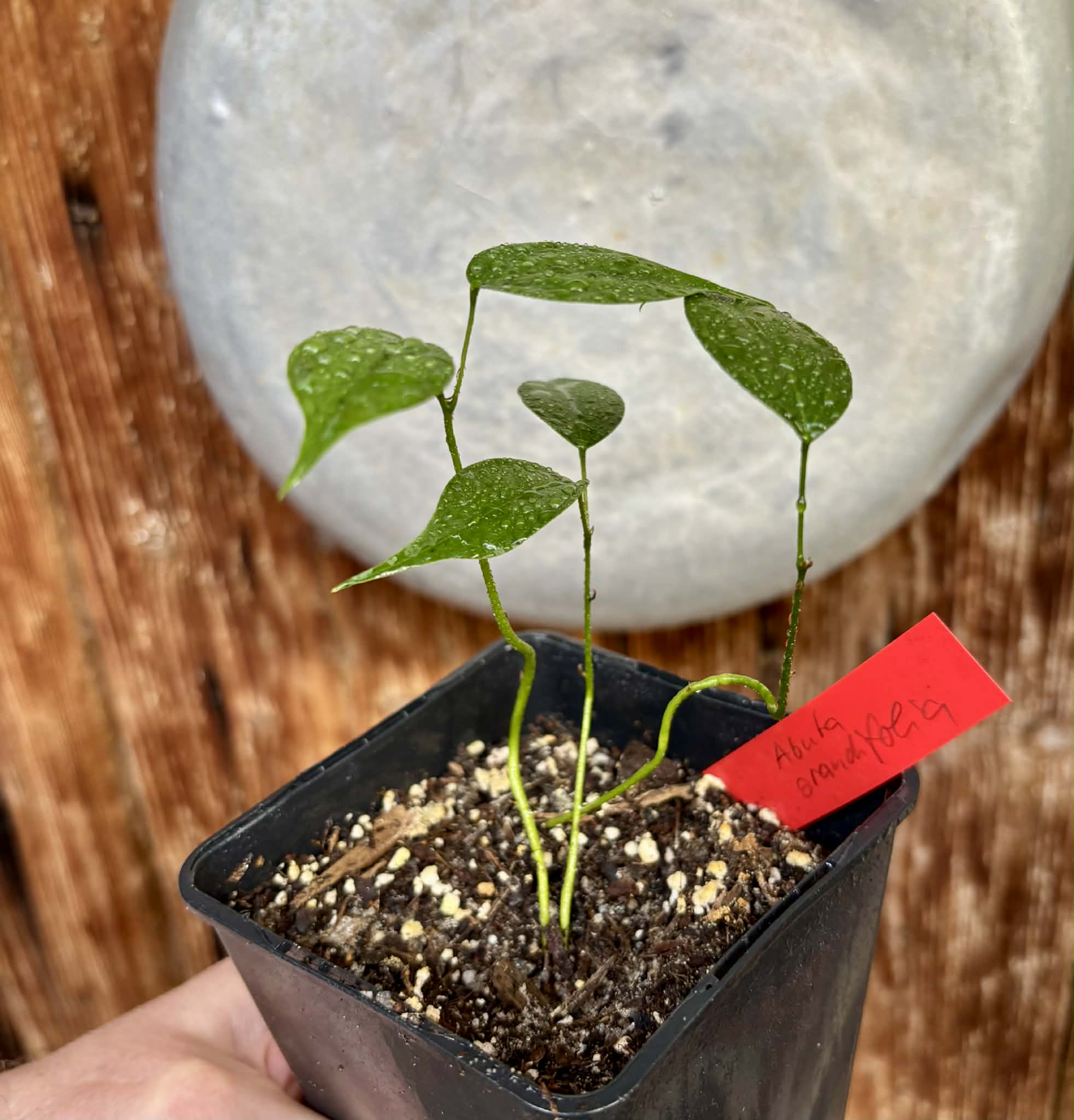 3 in 1 pot - Pitombinha da Amazonia (Abuta grandifolia) - 3 plants in one pot / 3 Pflanzen in einem Topf