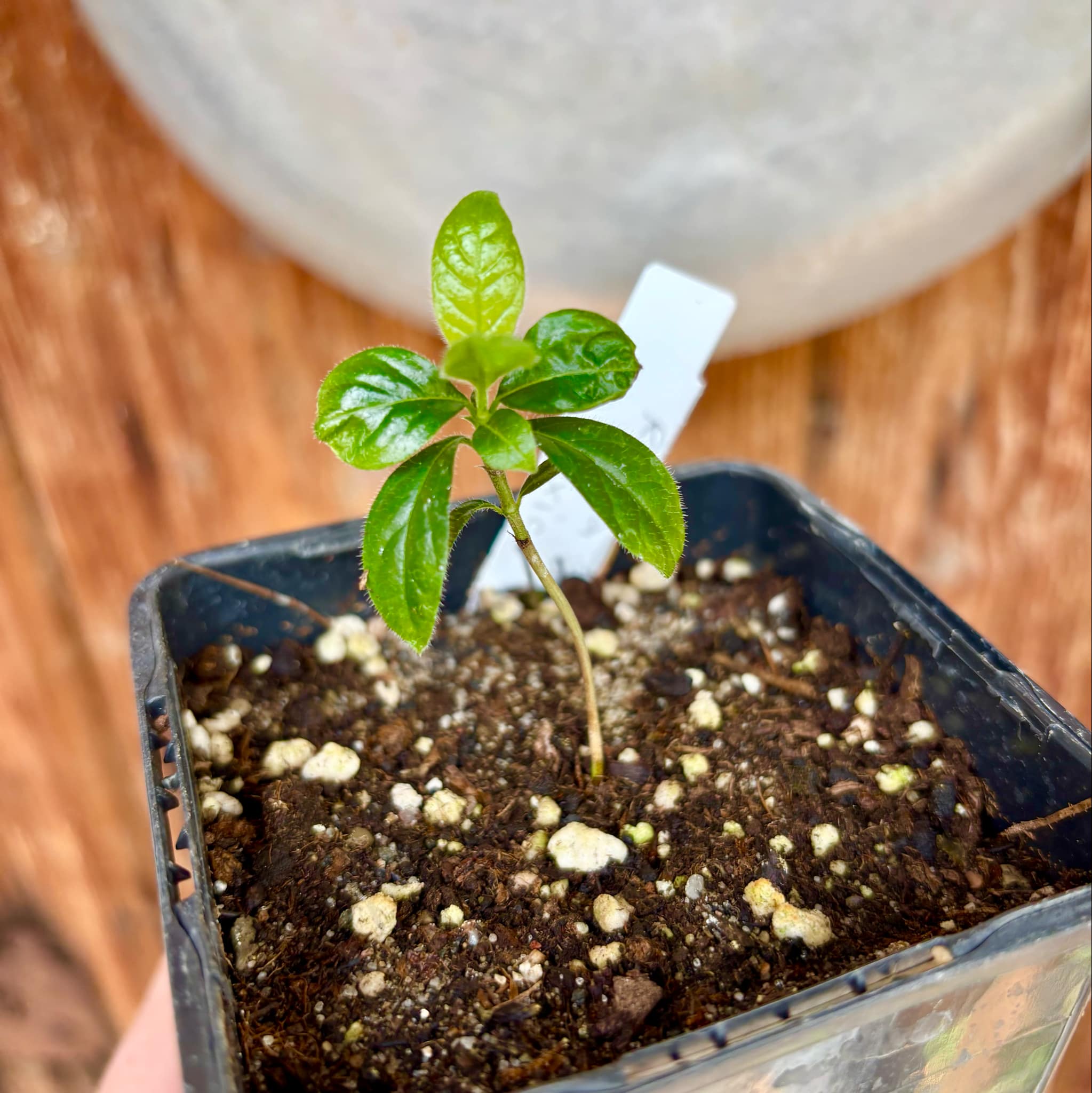 Randia sp Mexico  - 1 small seedling / 1 kleiner Sämling