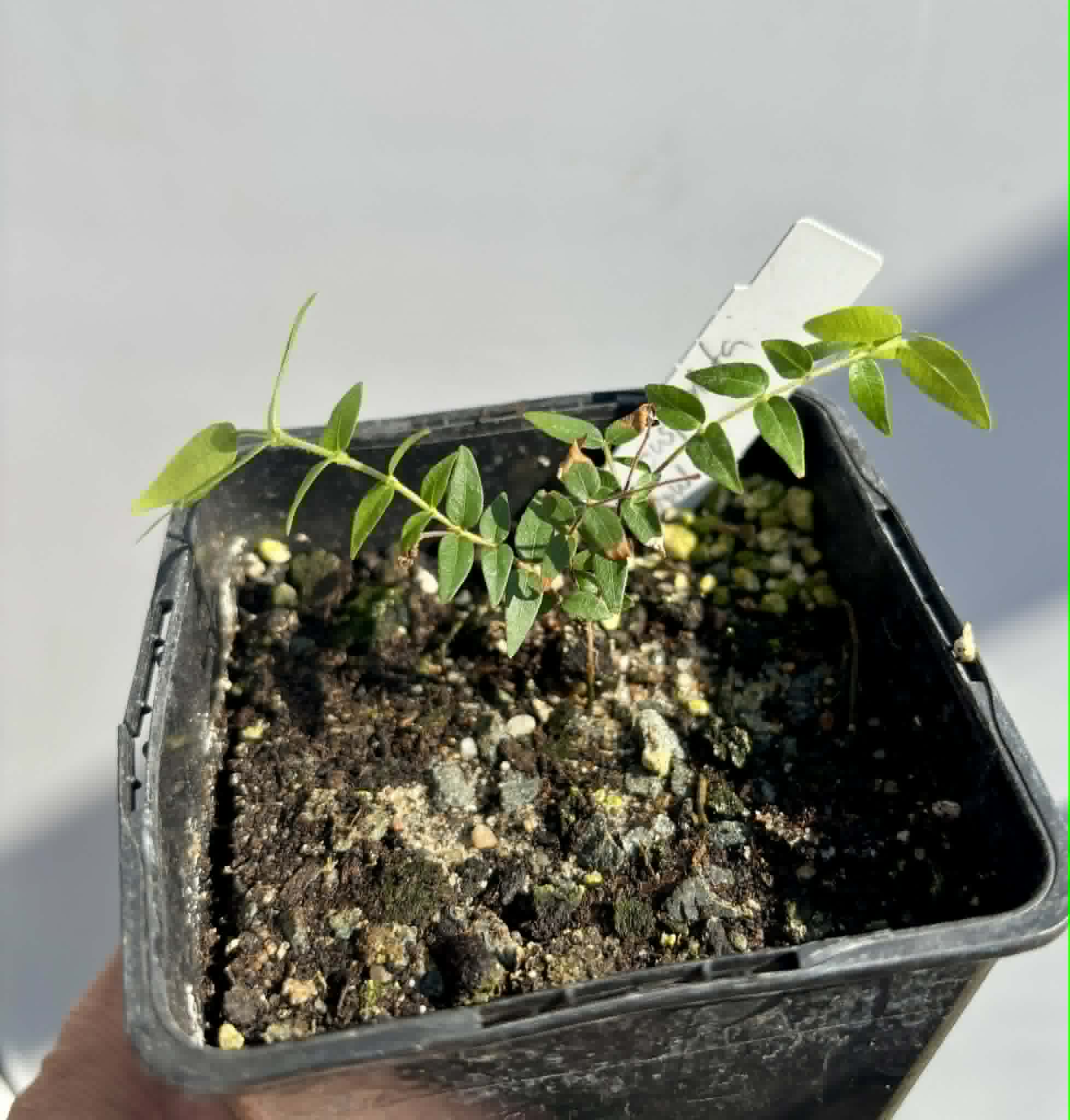 Myrciaria cuspidata YELLOW - 1 potted plant / 1 getopfte Pflanze