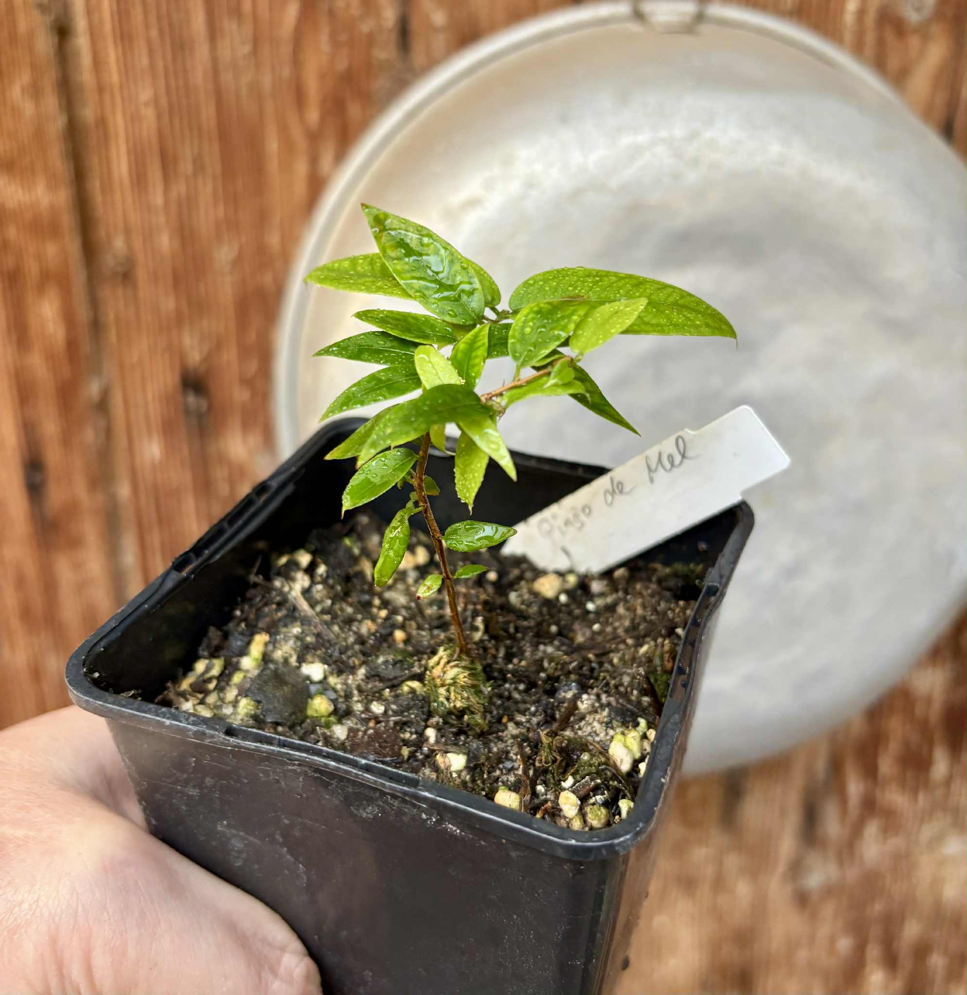 Jaboticaba - Plinia sp Pingo de Mel (Vilela A3) -  1 potted seedling / 1  getopfter Sämling