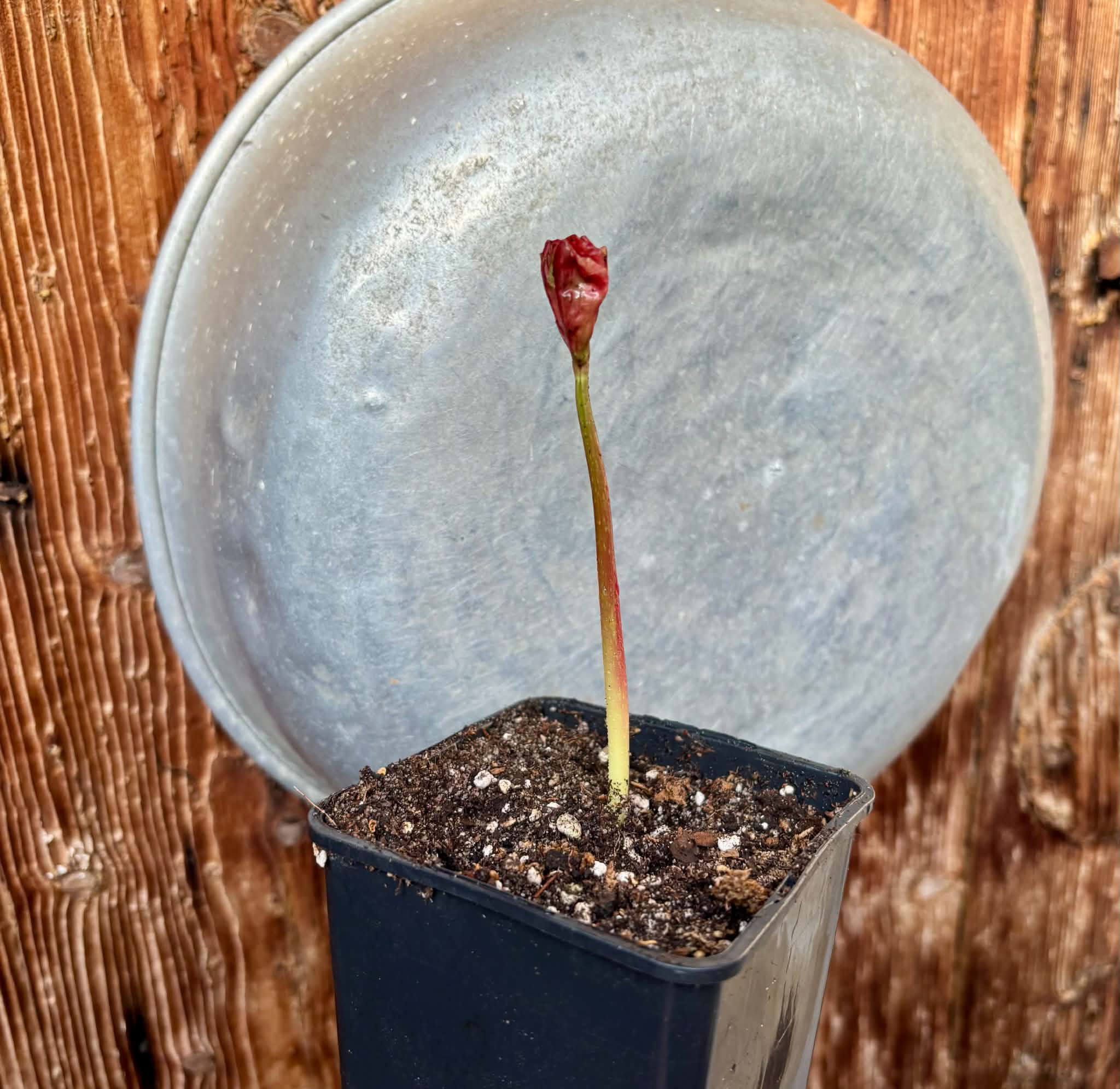 Uva do Mato de Mico-Dourado (Cissus stipulata) - 1 potted seedling / 1 getopfter Sämling