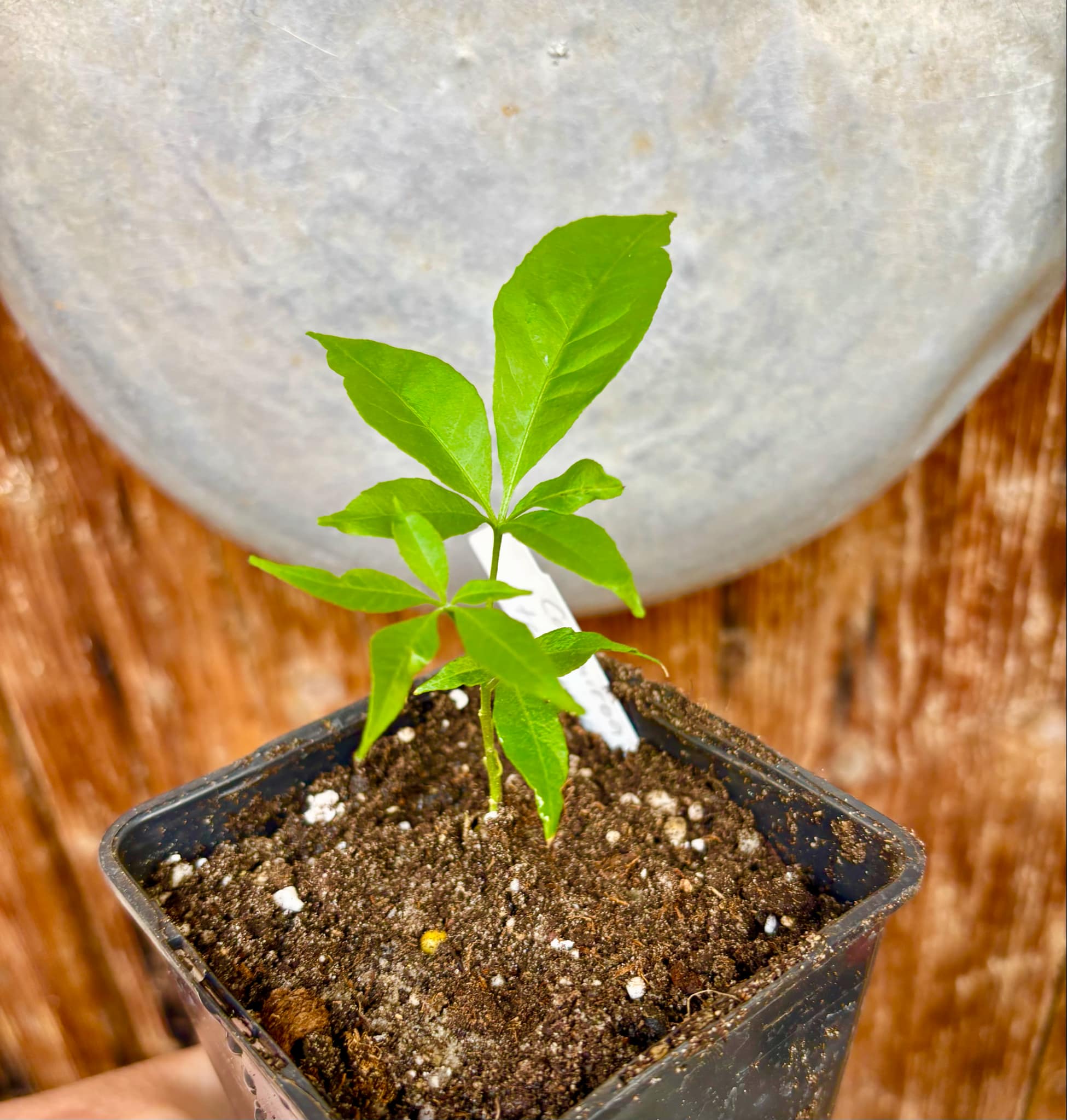 Casimiroa tetrameria - Wooly Leaved Sapote -  1 seedling / 1 Sämling