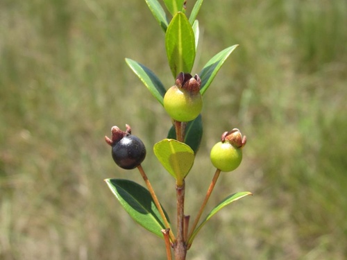 Accara elegans - 1 fresh seed / 1 frischer Samen