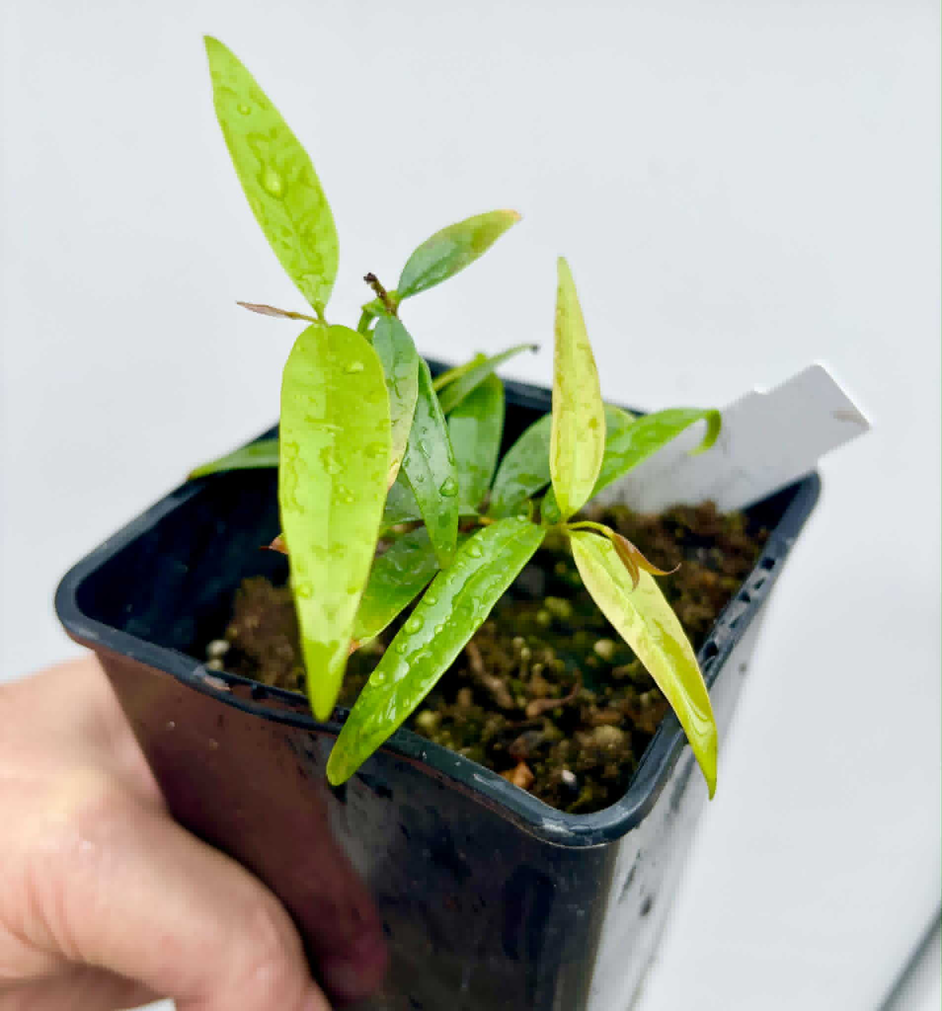Marliera sp Cheirosa -  1 potted plant / 1 getopfte Pflanze