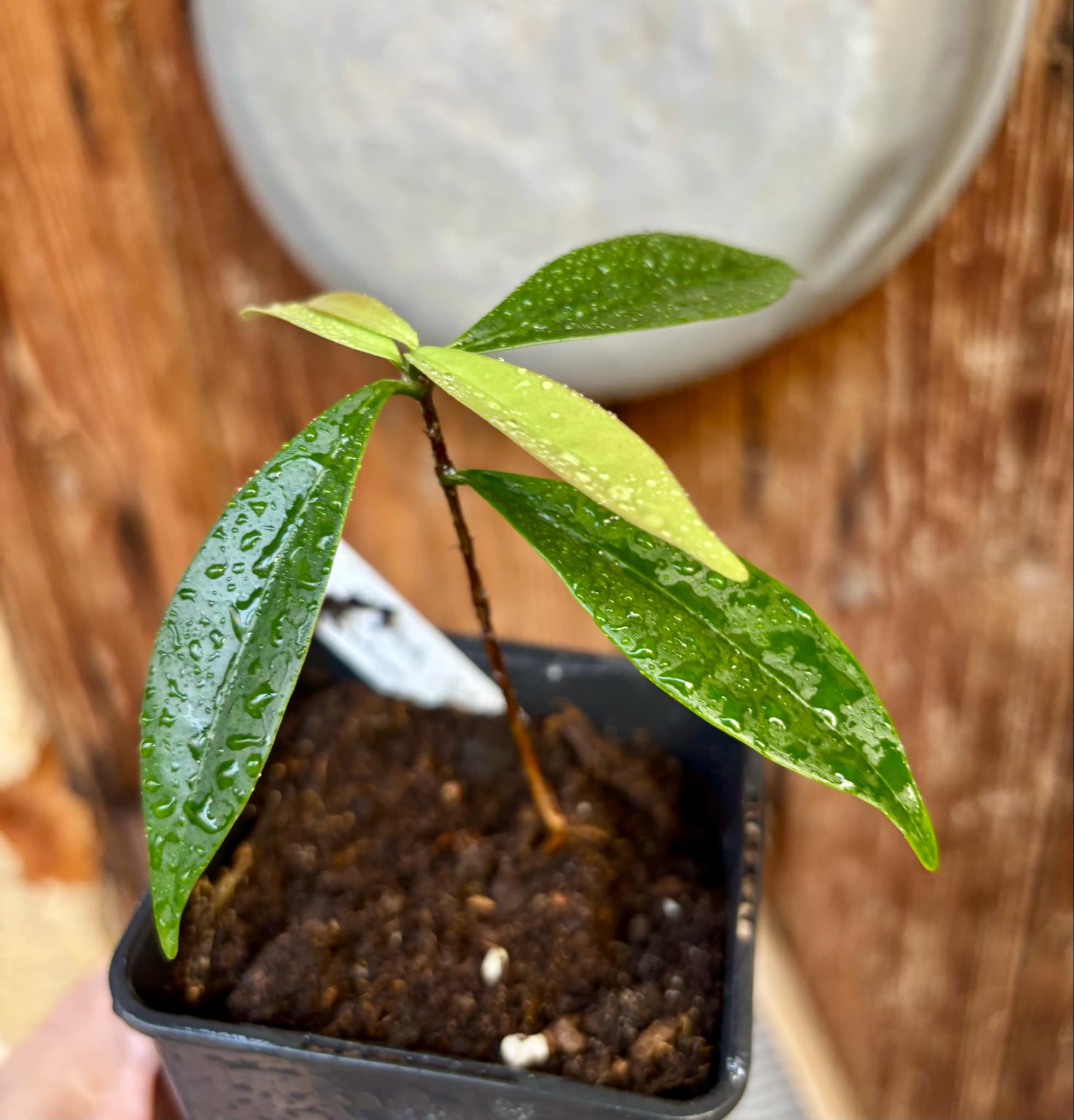 Eugenia sp Batinga Verdadeira -  1 potted plant / 1 getopfte Pflanze