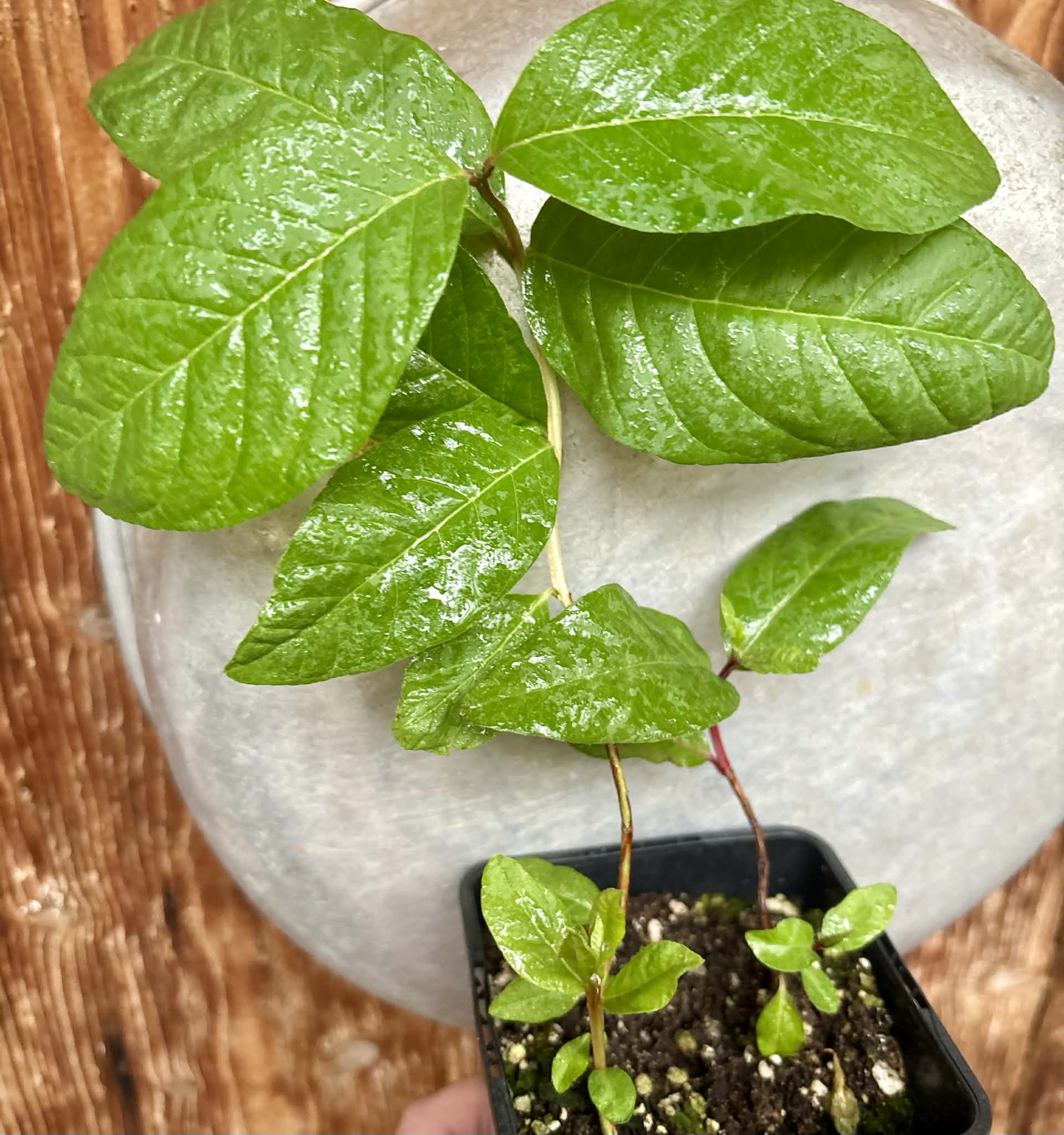 2 different Guava - Red Malaysian Guava and Peach Guava  - 2 plants in one pot / 2 Pflanzen in einem Topf