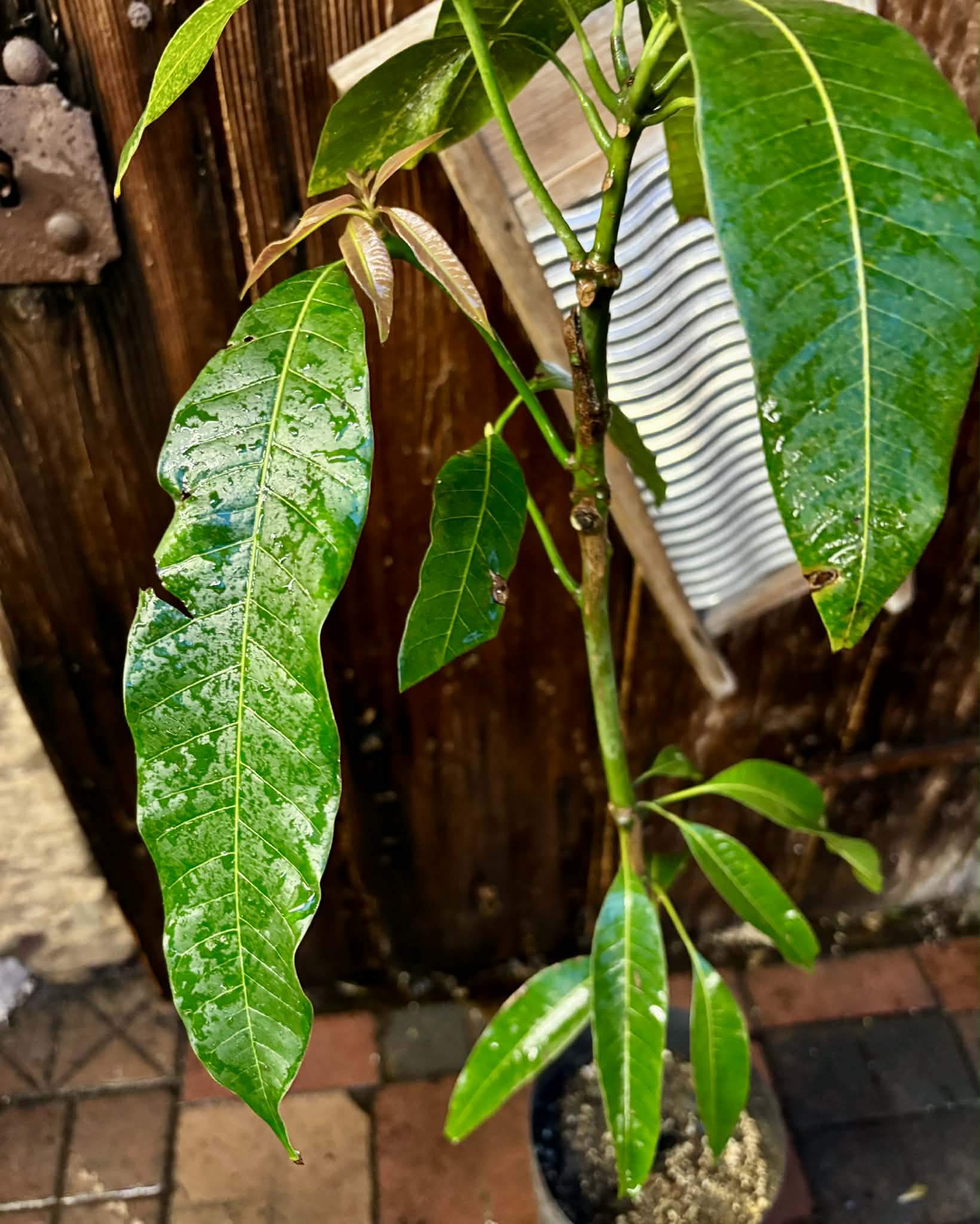 Mango Palmer (Mangifera indica) - GRAFTED - 1 potted plant / 1 getopfte Pflanze