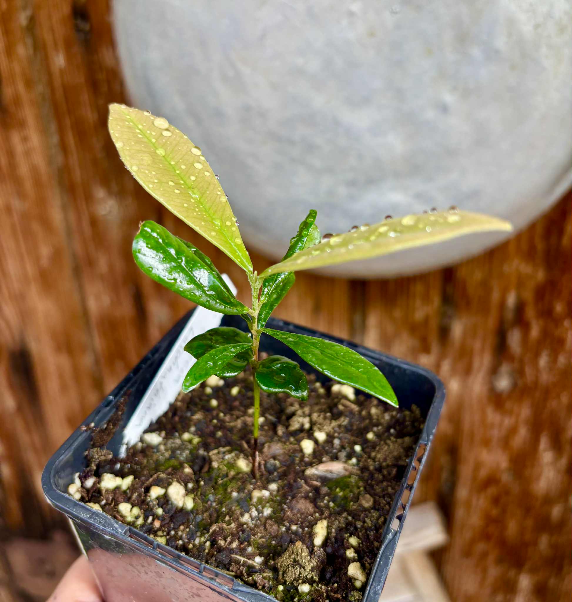Myrcia luschnathiana -  1 potted seedling / 1 getopfter Sämling